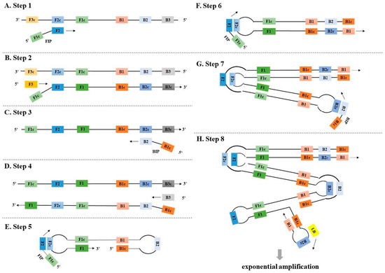 Evolution of the Probe-Based Loop-Mediated Isothermal Amplification ...