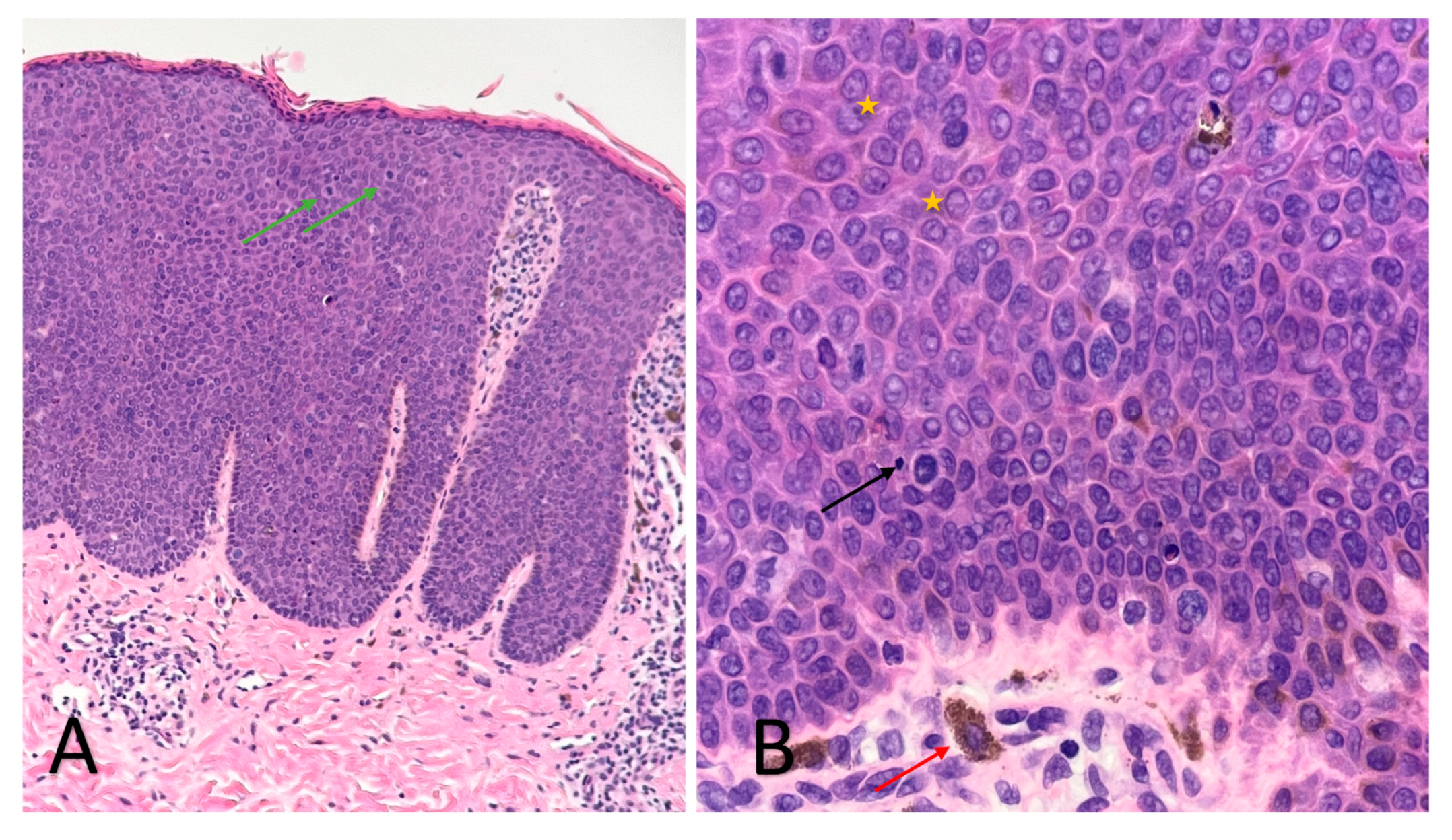 Diagnostics 13 01531 g002