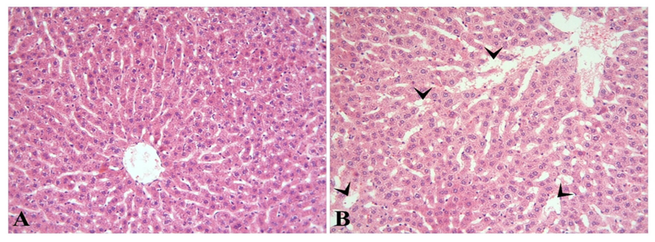 Diagnostics 13 01583 g001