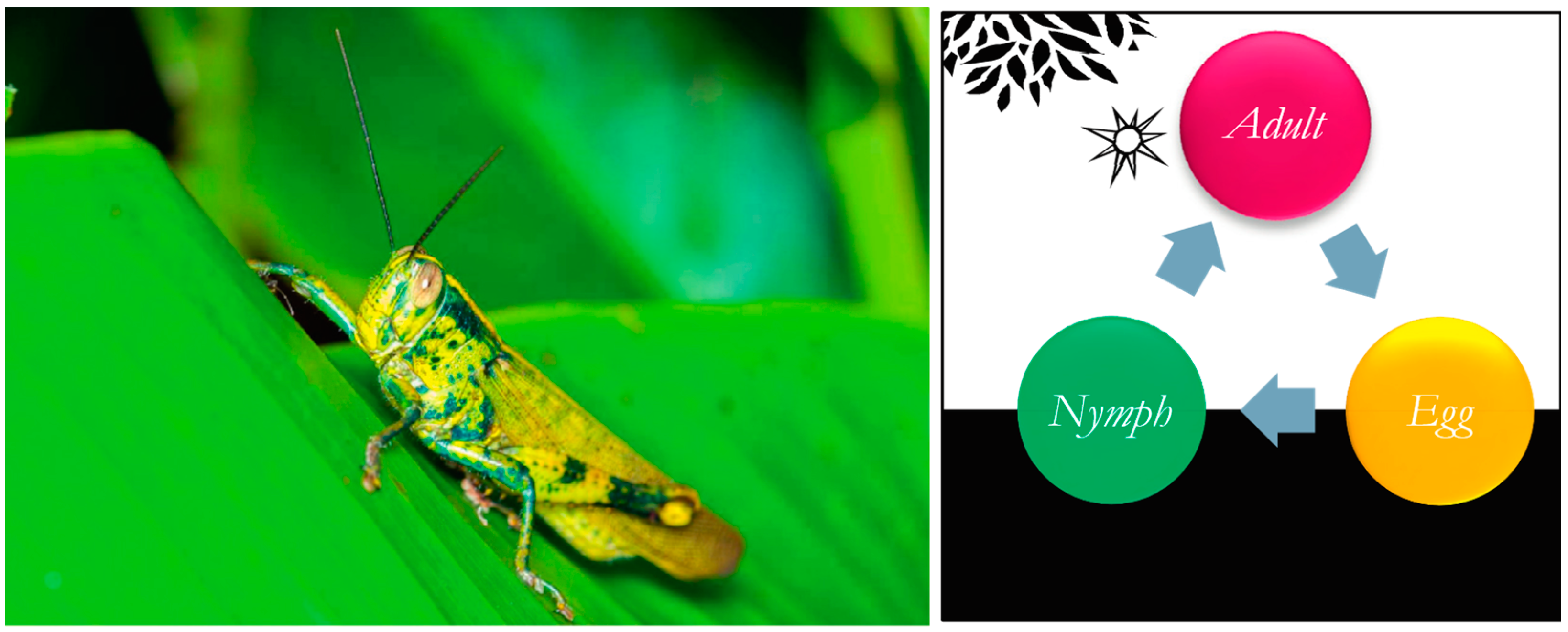 Diagnostics 13 01728 g001