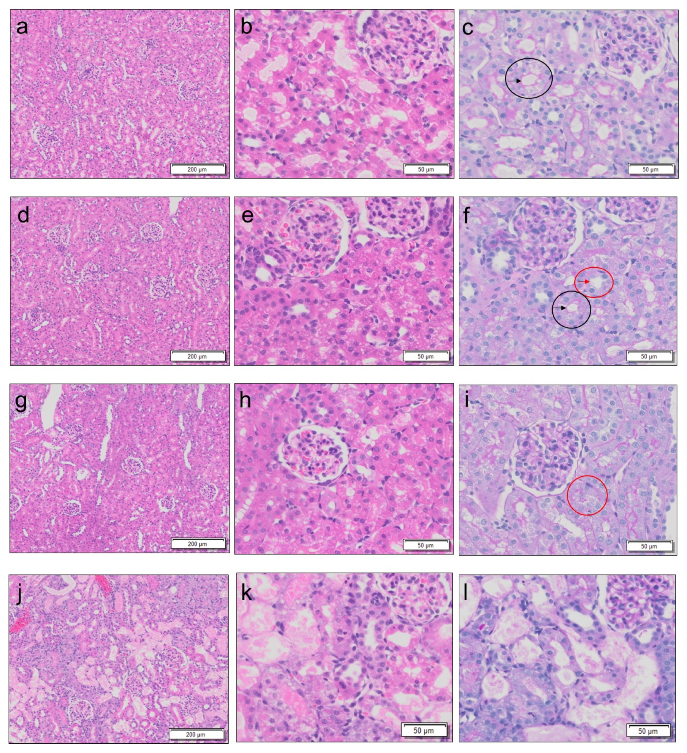 Diagnostics 13 01823 g003 Diagnostics 13 01823 g003