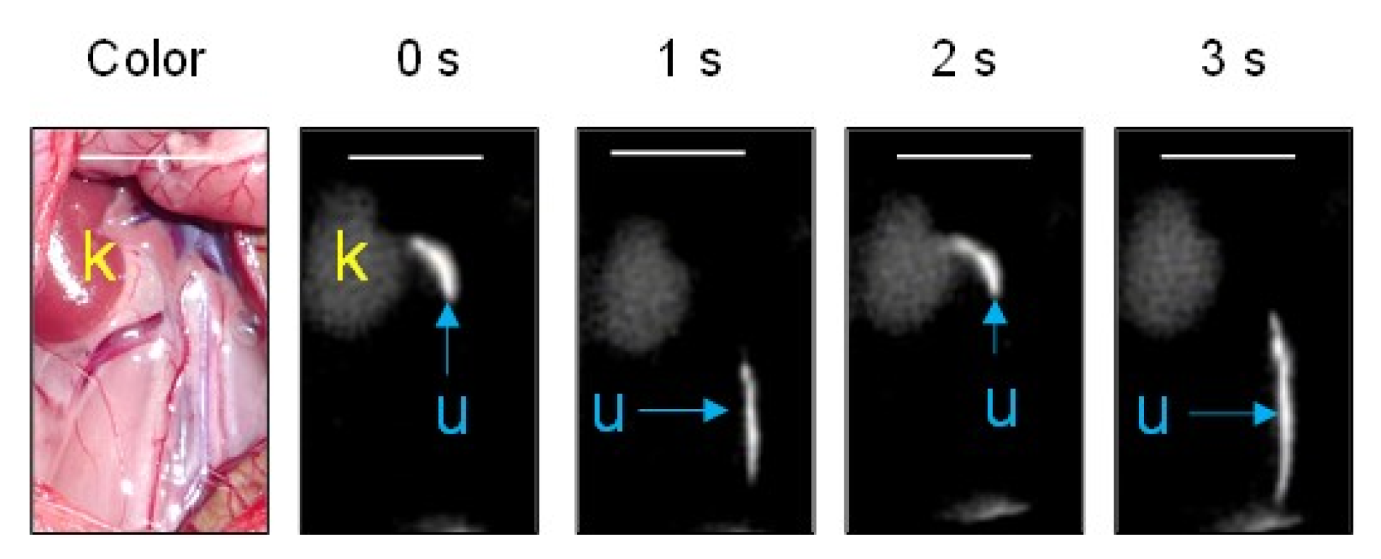 Diagnostics 13 01823 g006 Diagnostics 13 01823 g006
