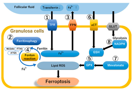 is glutathione good for ovarian cyst Frontiers Metabolite changes in patients with