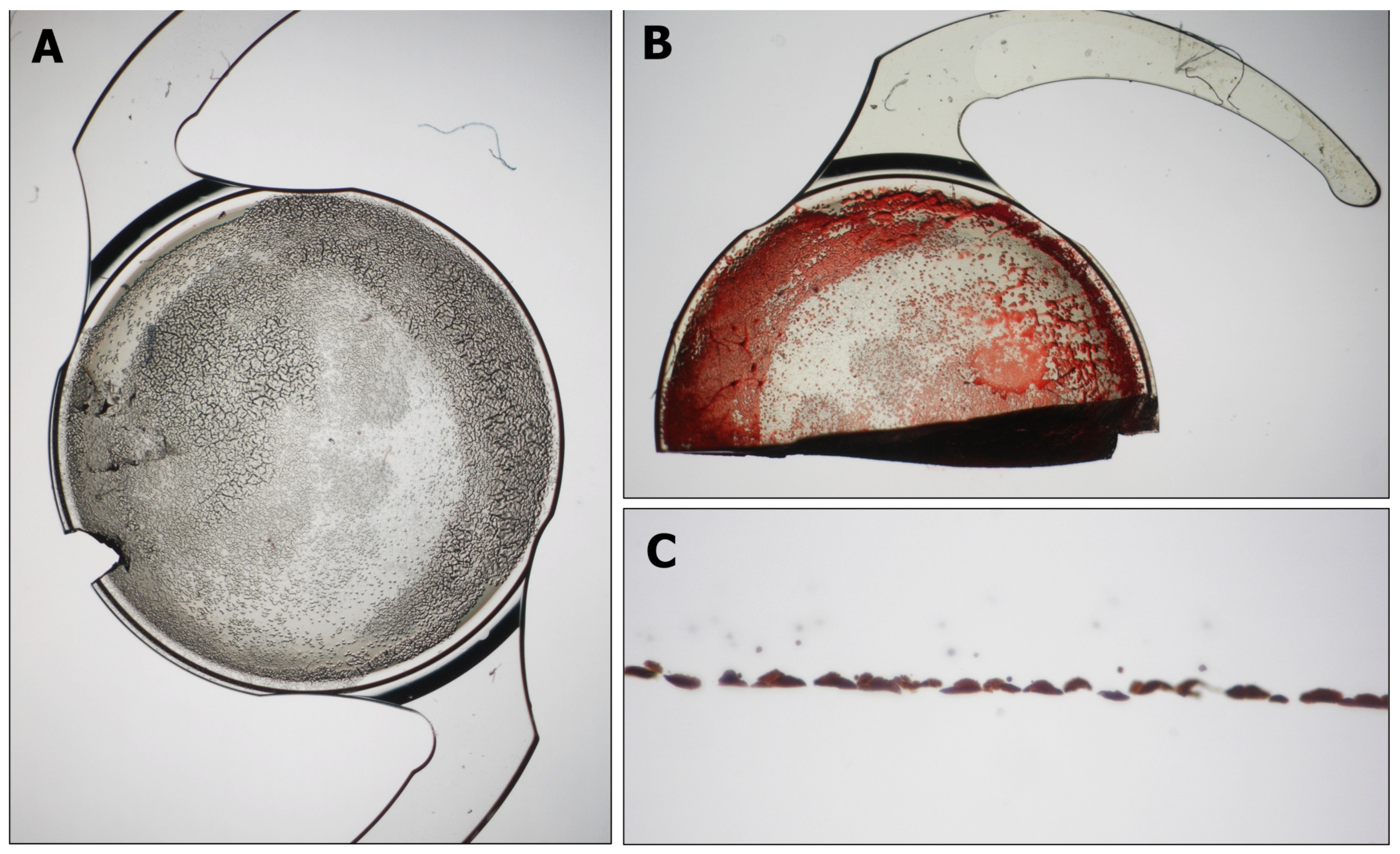 Diagnostics 13 01943 g003 Diagnostics 13 01943 g003