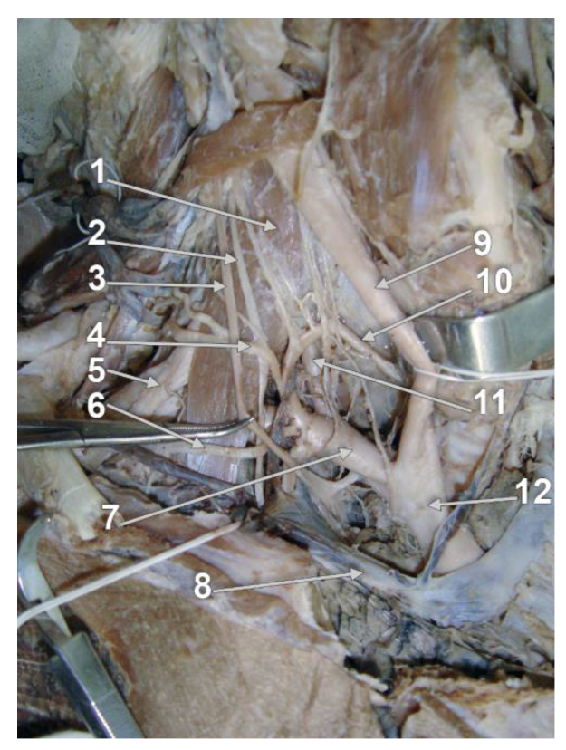 Diagnostics 13 02036 g001 Diagnostics 13 02036 g001