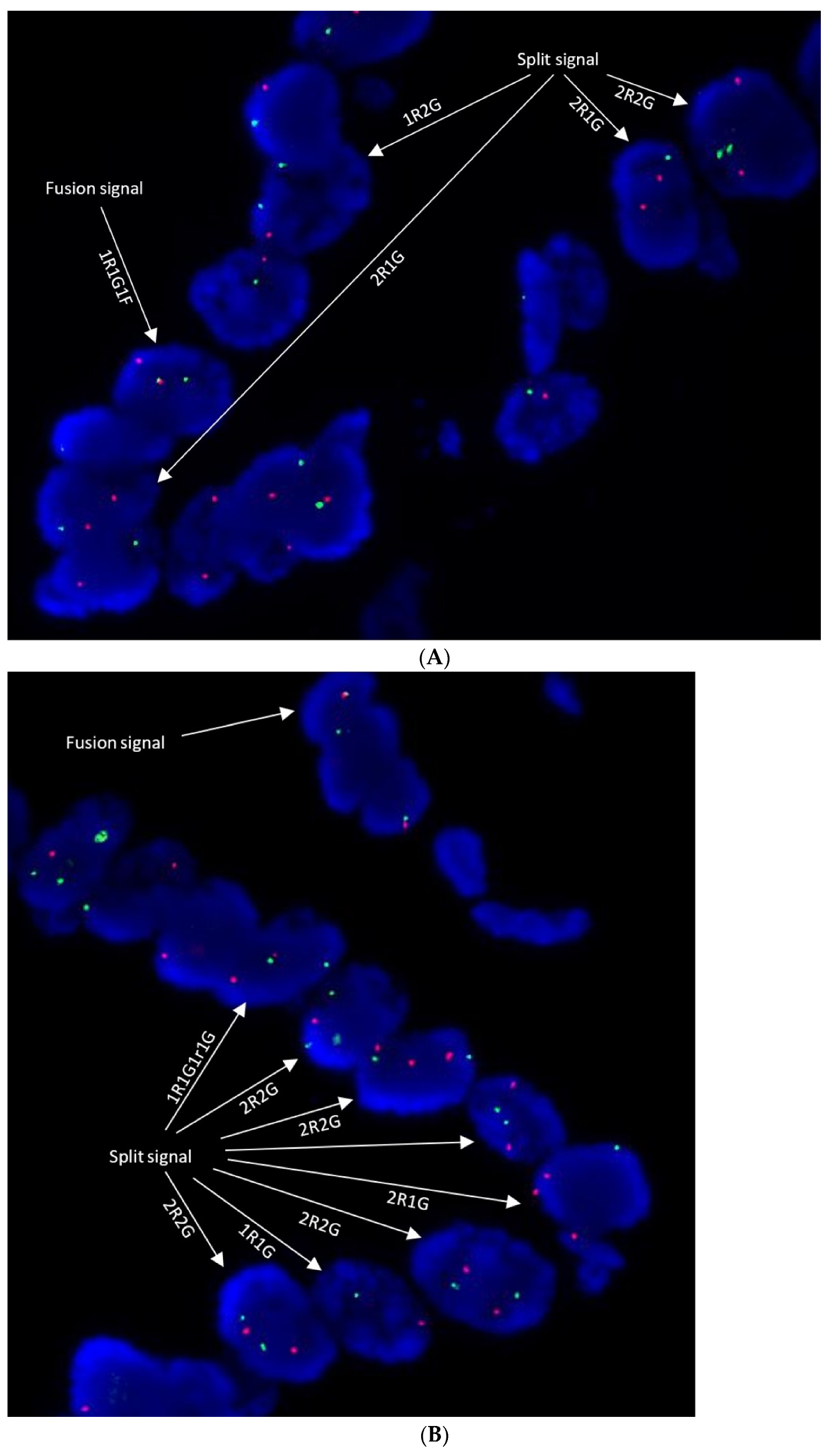 Diagnostics 13 02088 g004 Diagnostics 13 02088 g004