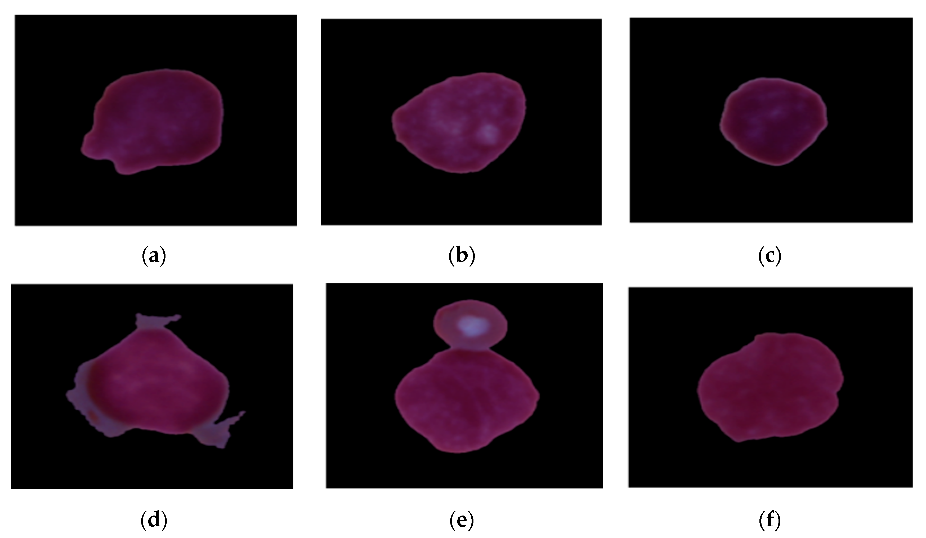 Diagnostics 13 02121 g002