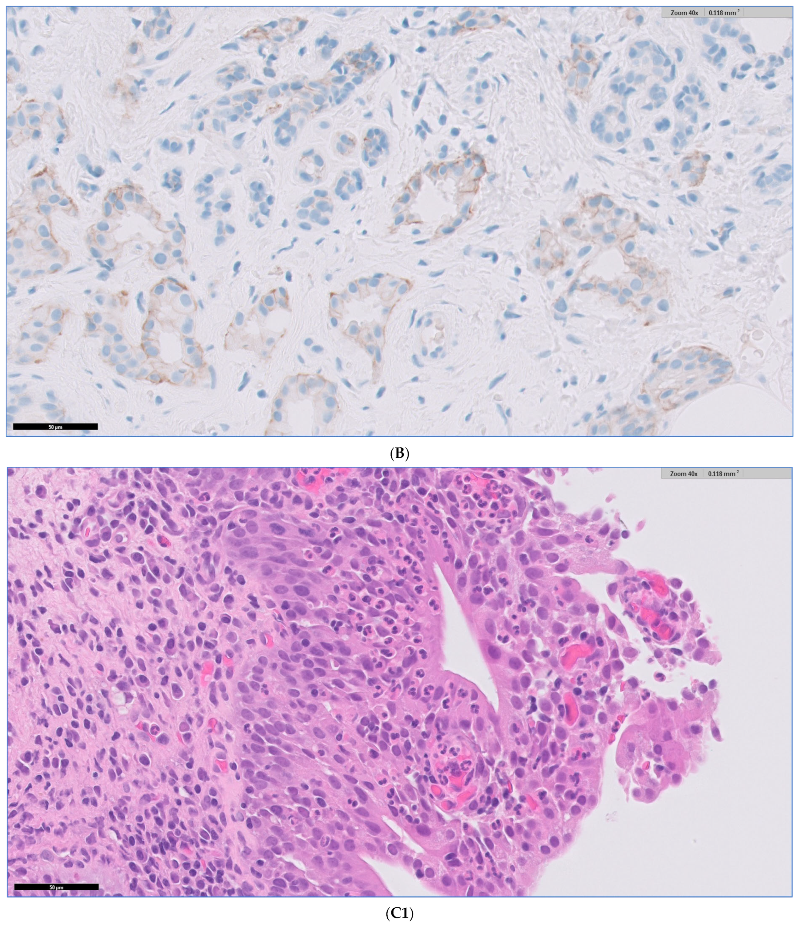 Diagnostics 13 02144 g003b