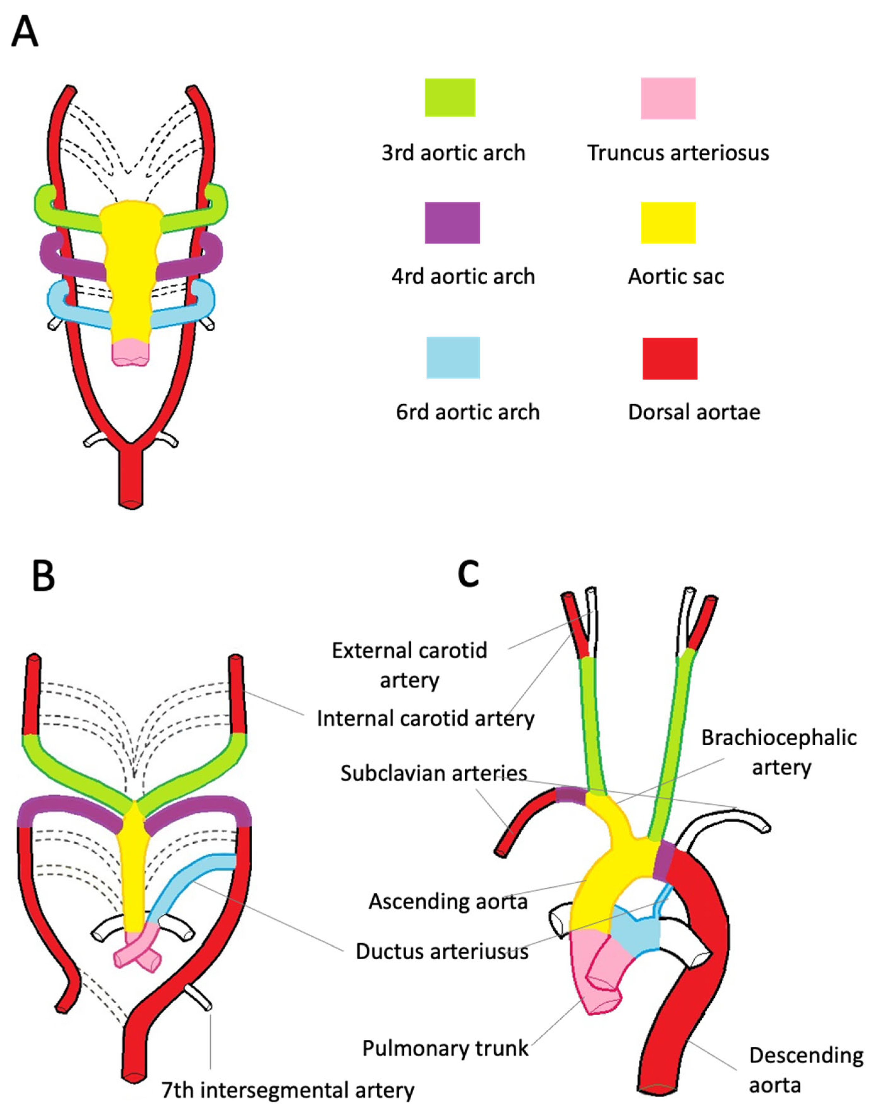 Diagnostics | Free Full-Text | Thoracic Aorta: Anatomy and Pathology