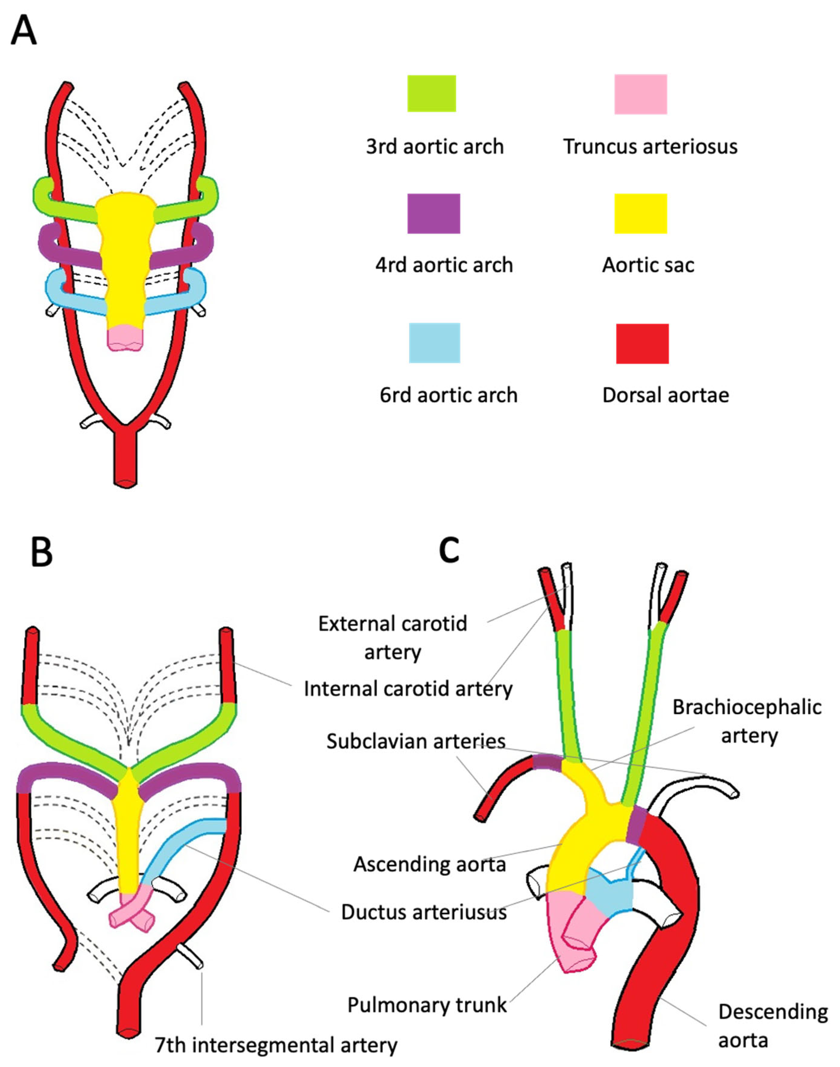 aortic root anatomy