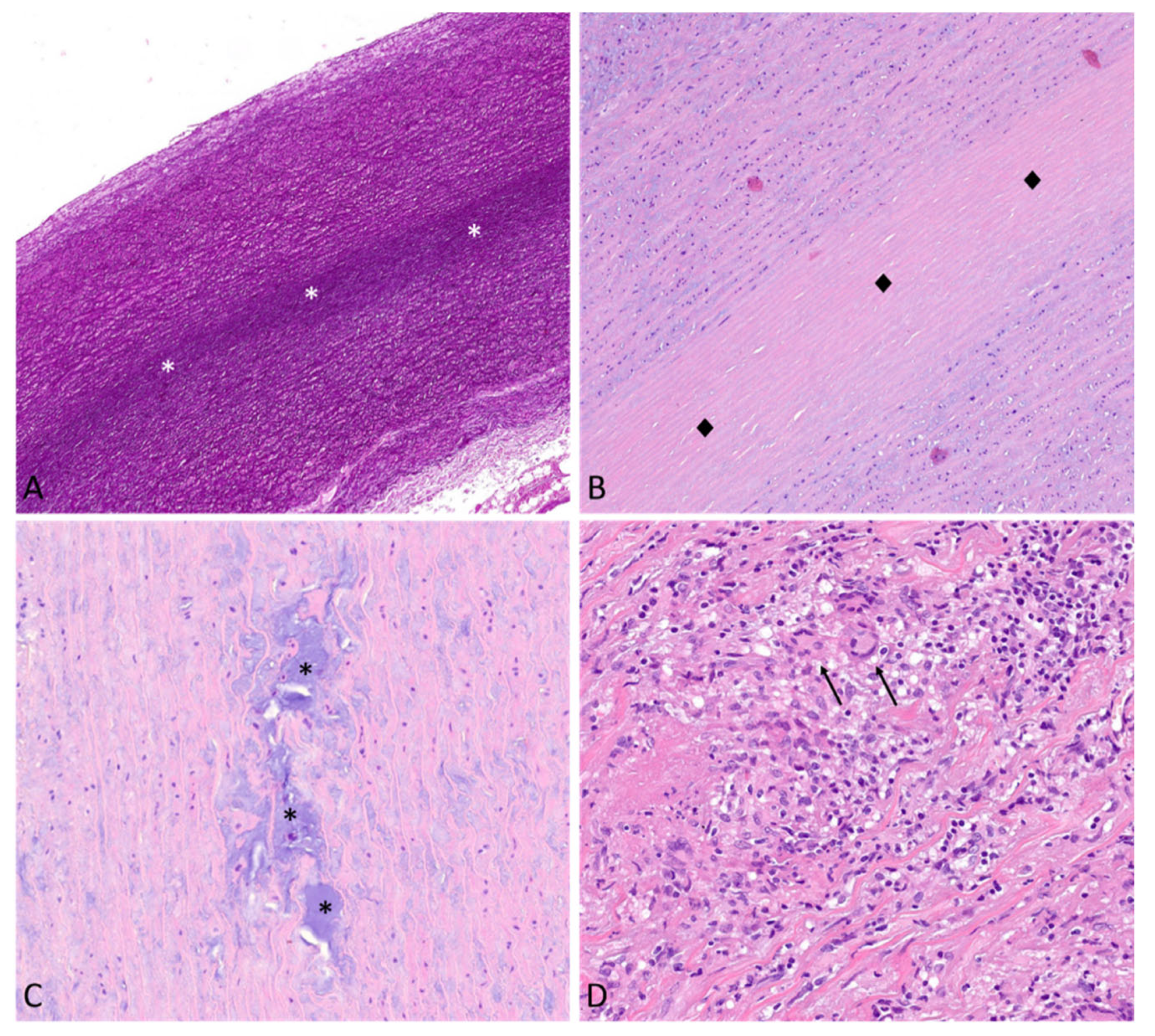 Diagnostics 13 02166 g003
