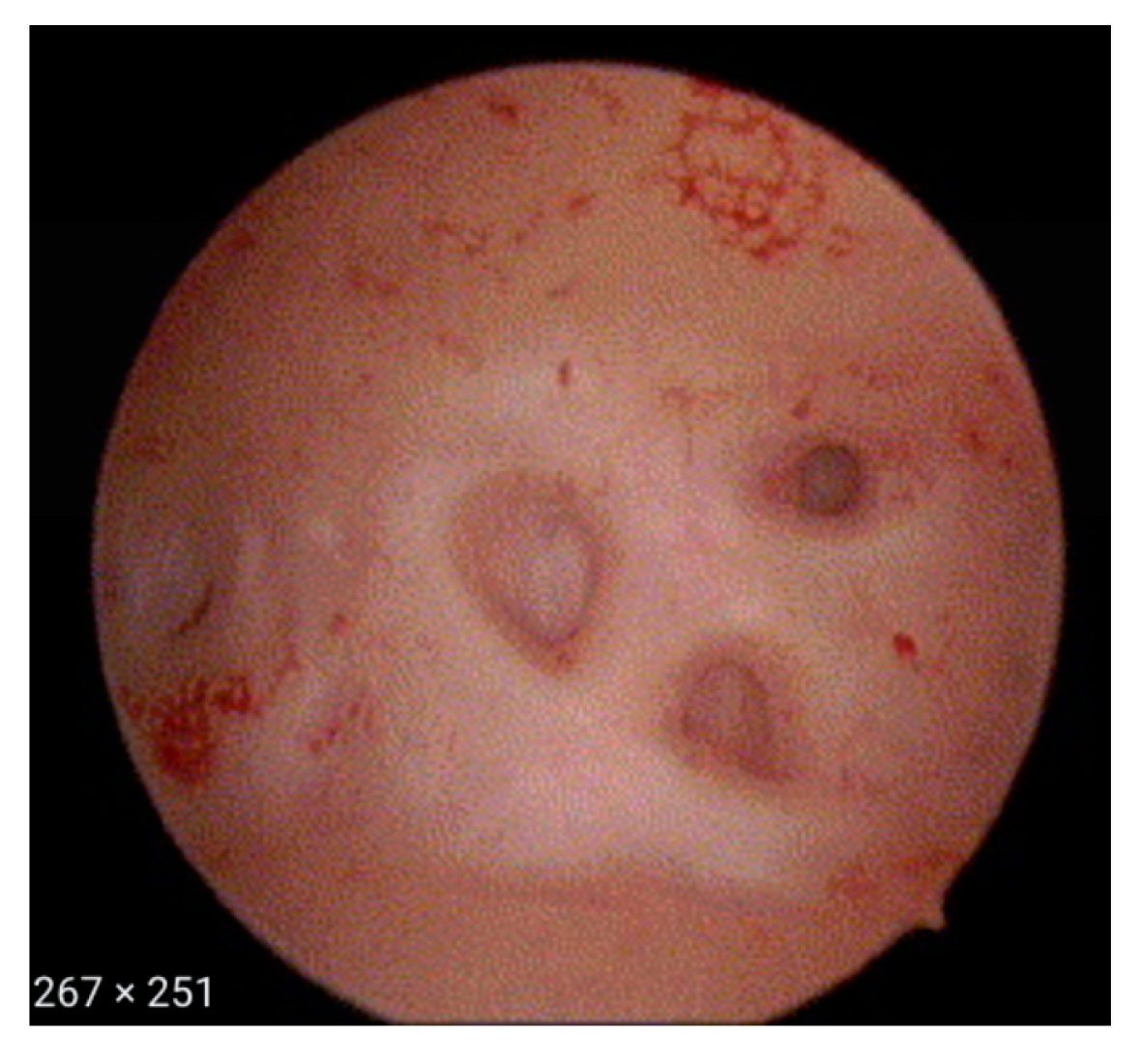 Diagnostics 13 02182 g001