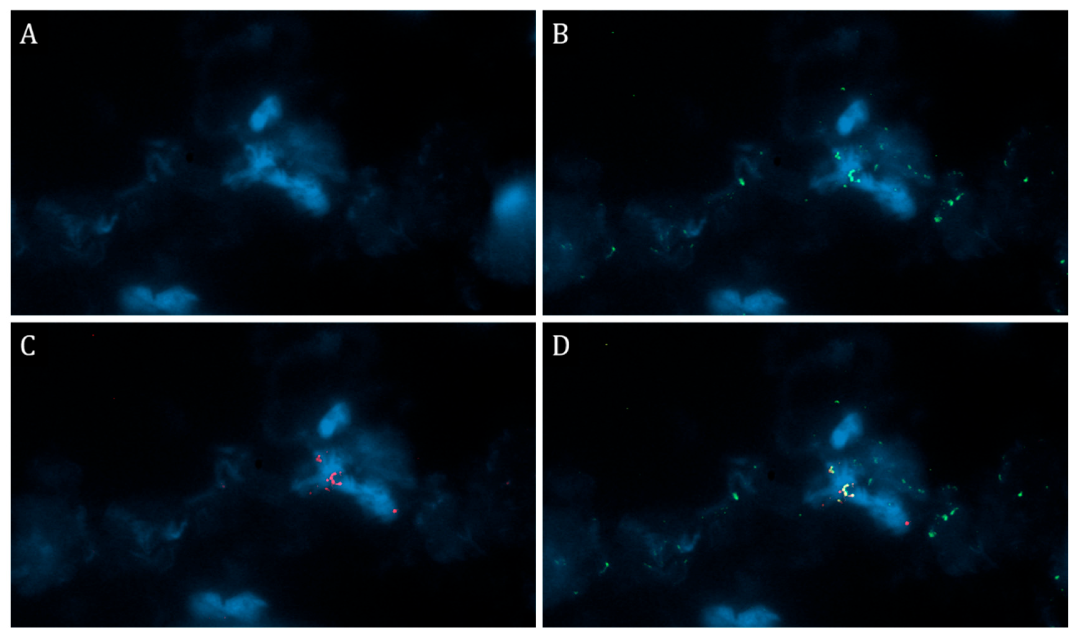Diagnostics 13 02212 g001