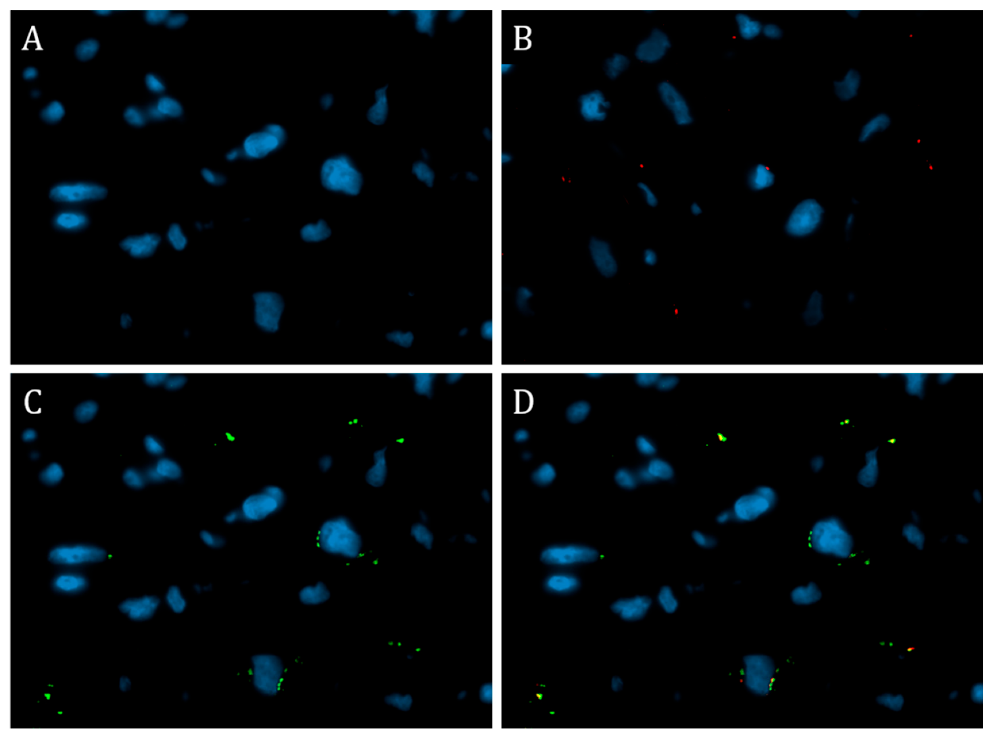Diagnostics 13 02212 g003