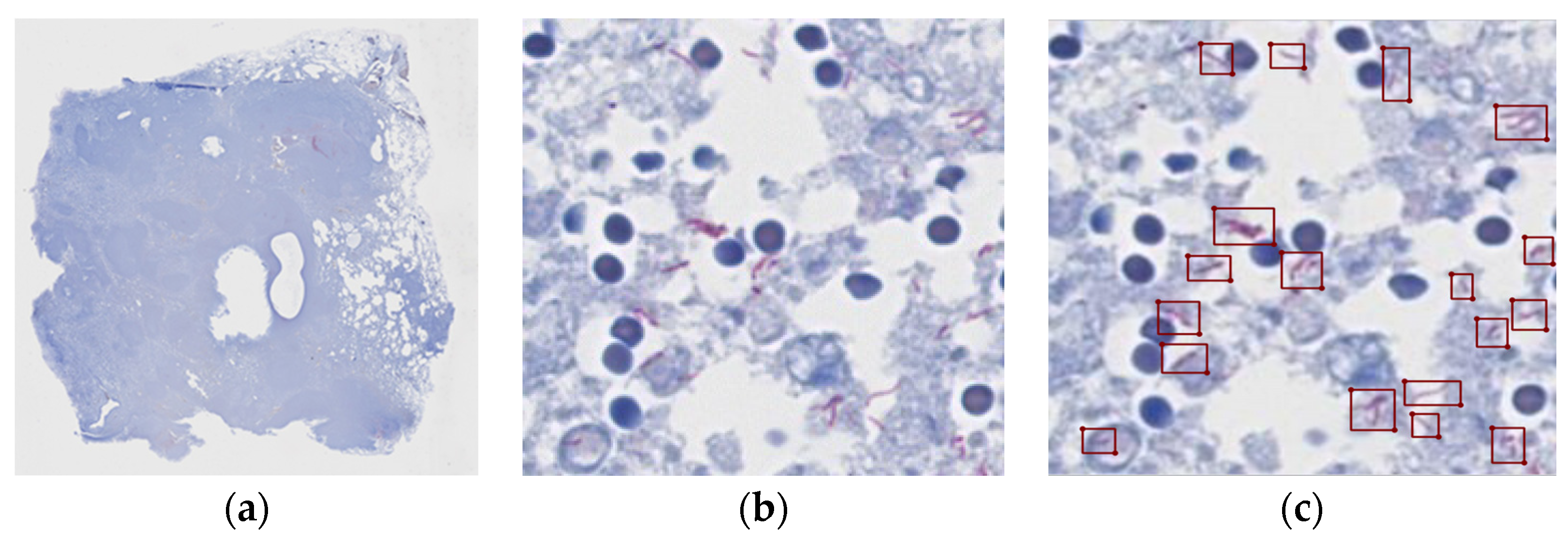 Diagnostics 13 02230 g001
