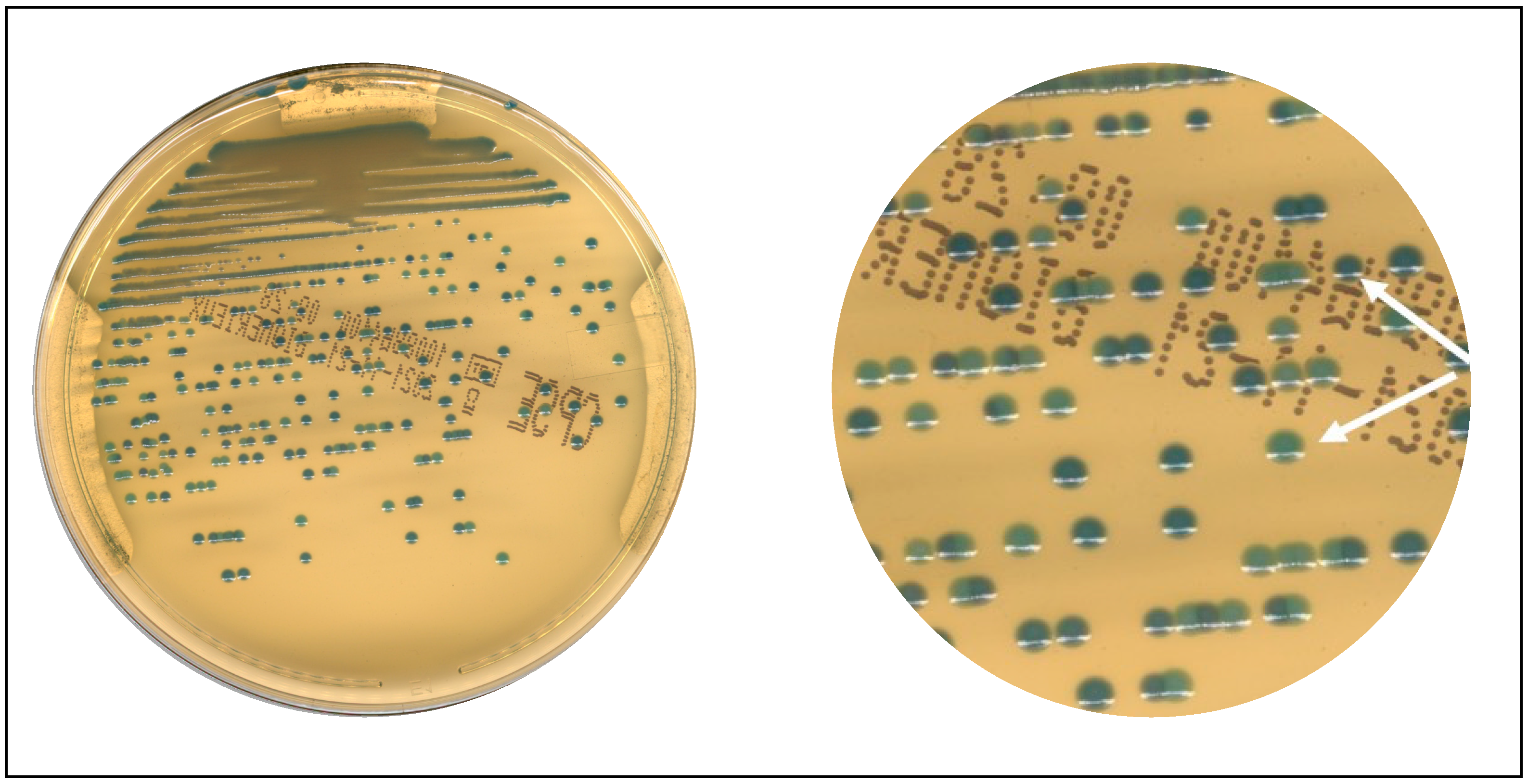 Diagnostics 13 02243 g004