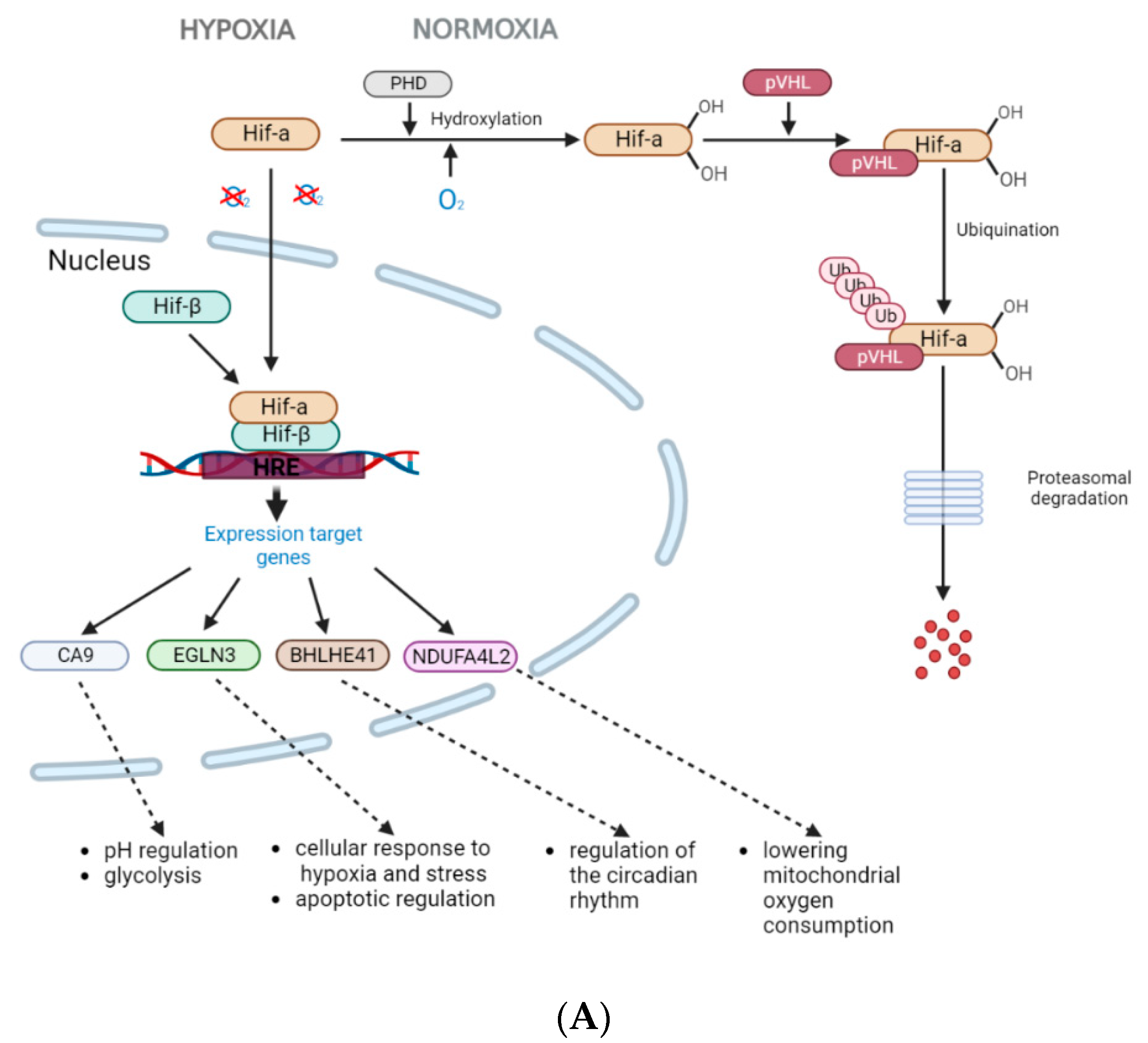 Diagnostics 13 02289 g004a Diagnostics 13 02289 g004a
