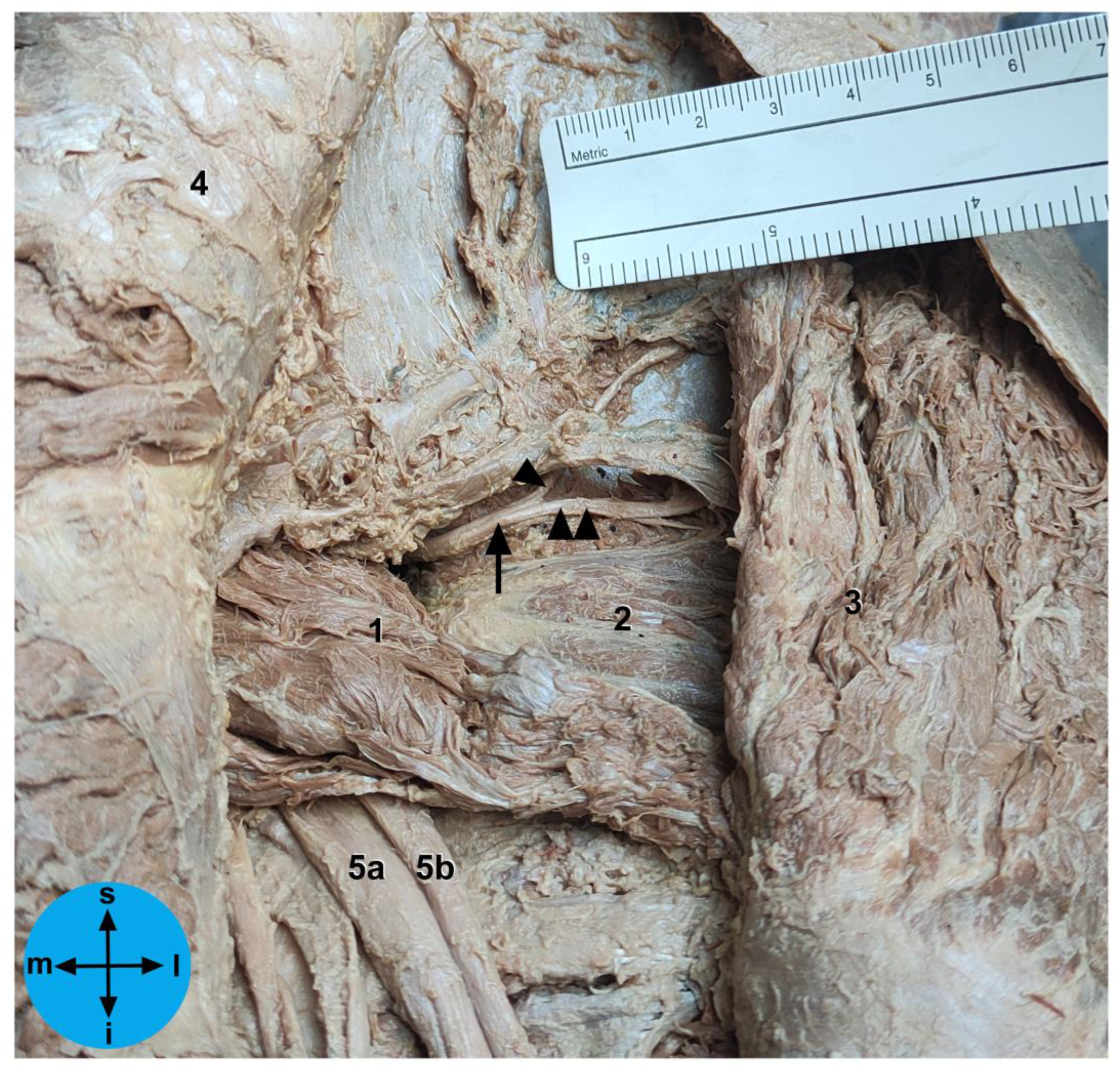 Diagnostics 13 02314 g001