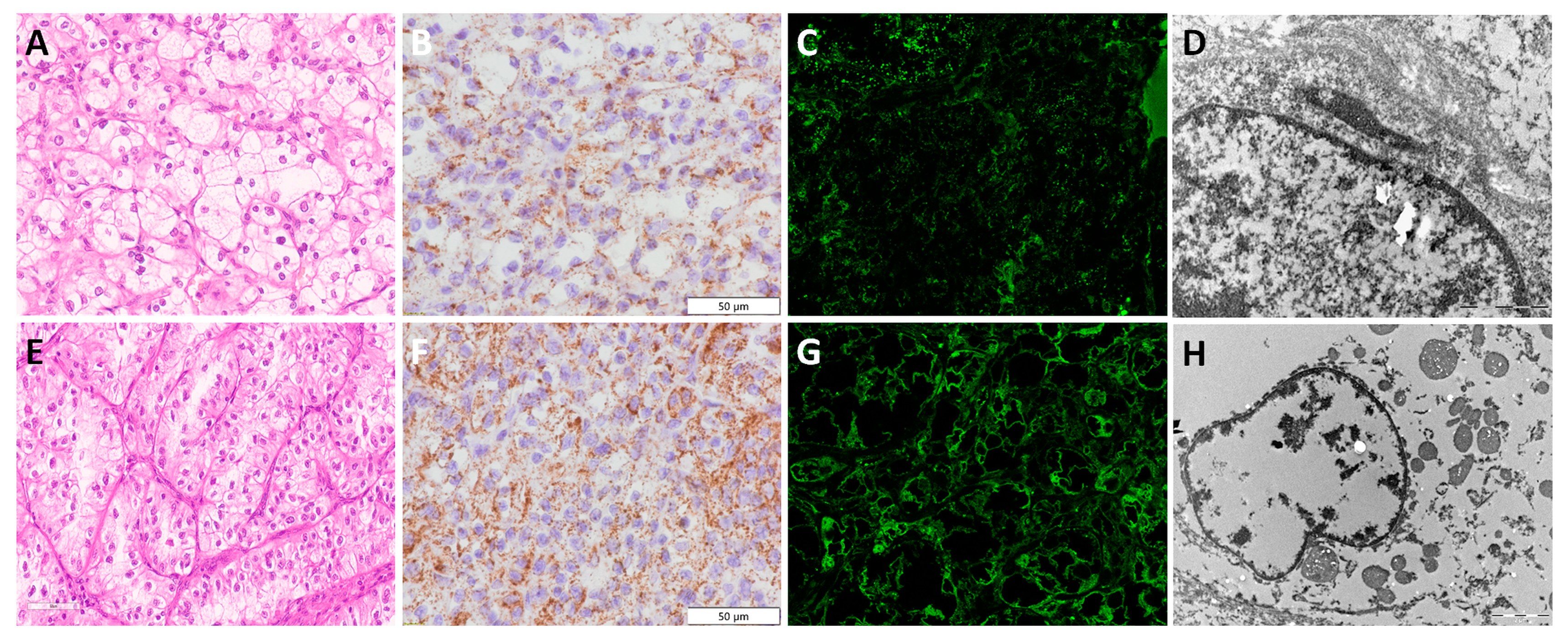 Diagnostics 13 02319 g002