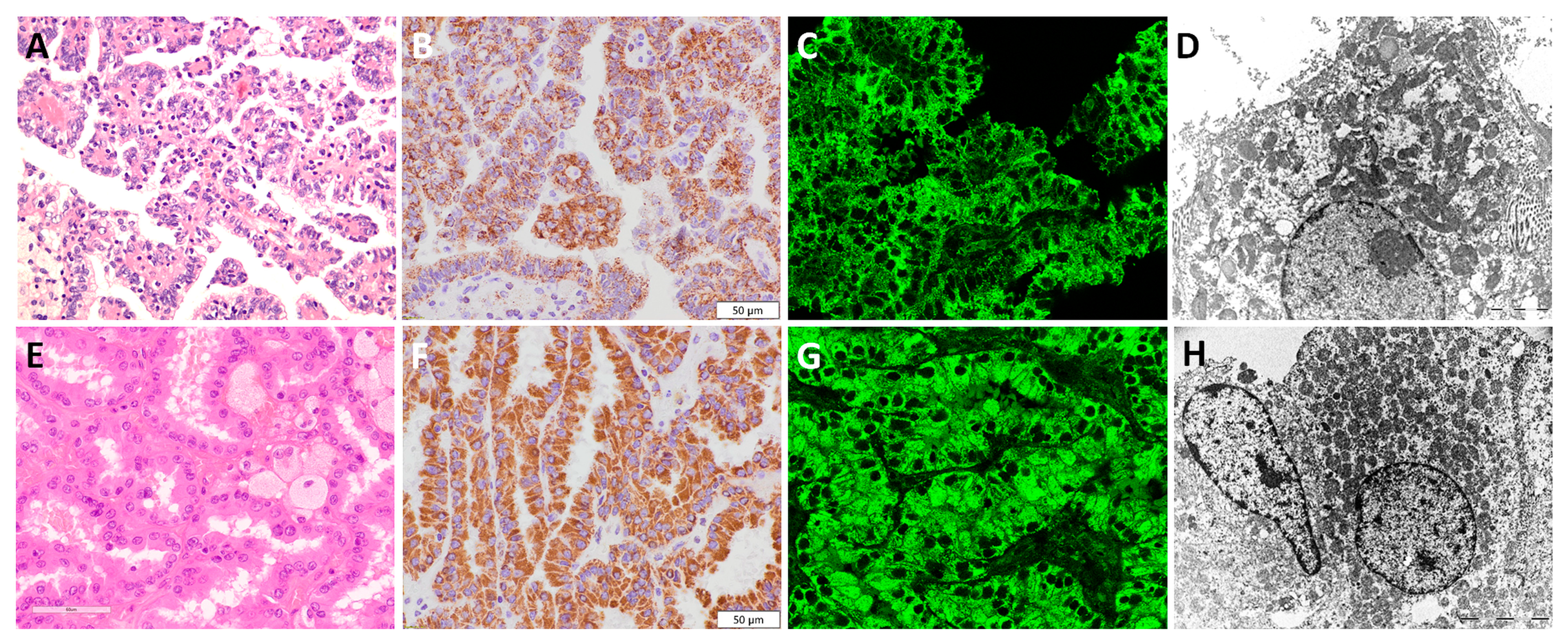 Diagnostics 13 02319 g003