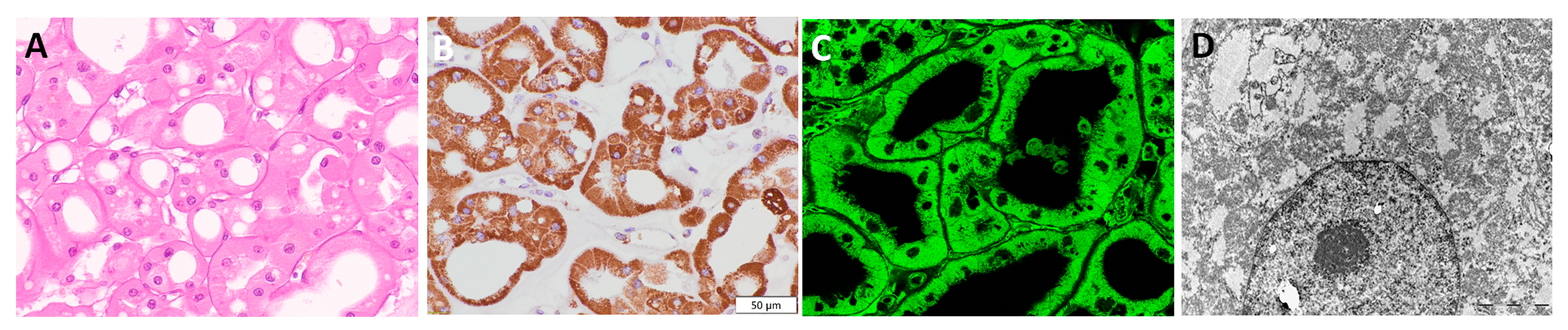 Diagnostics 13 02319 g005
