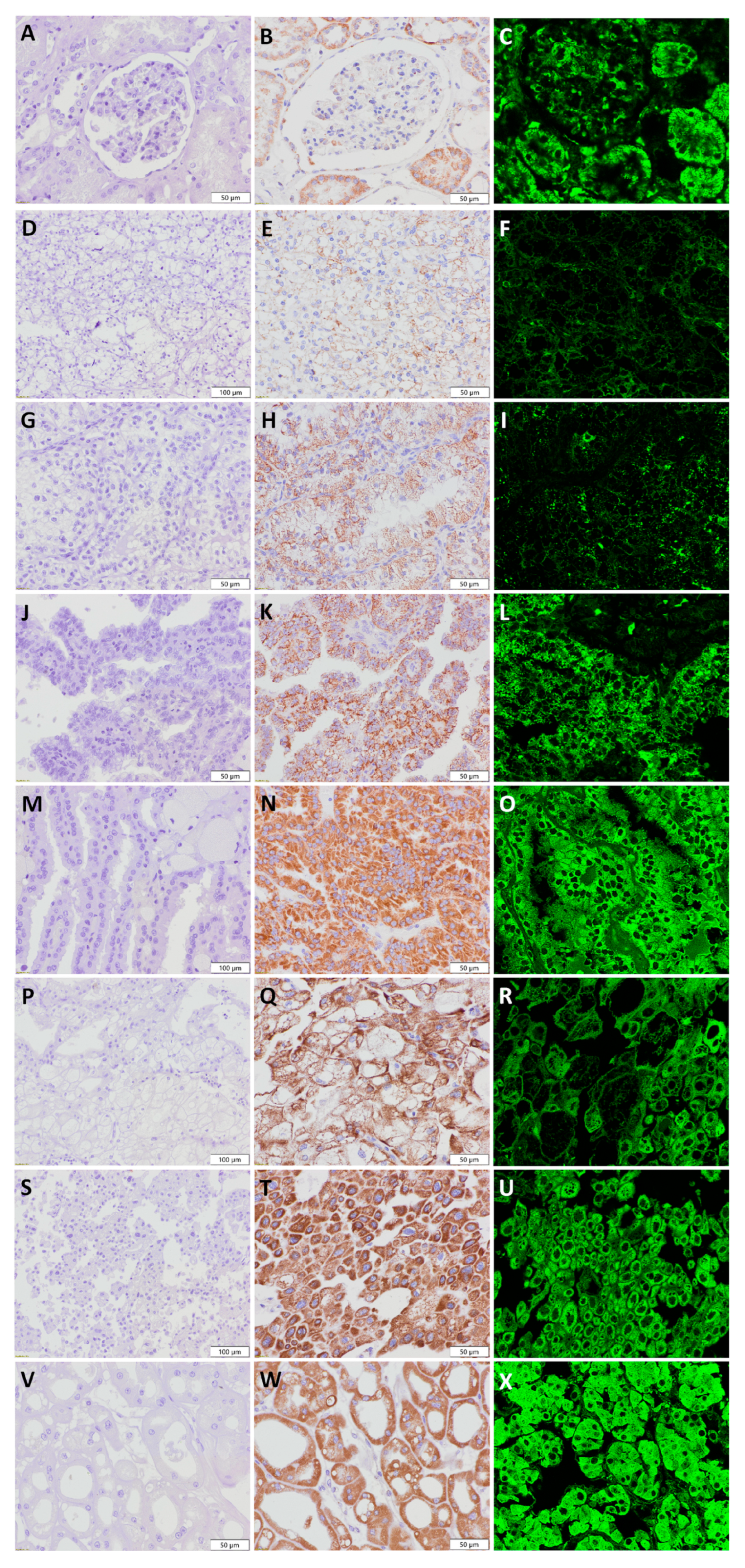 Diagnostics 13 02319 g006