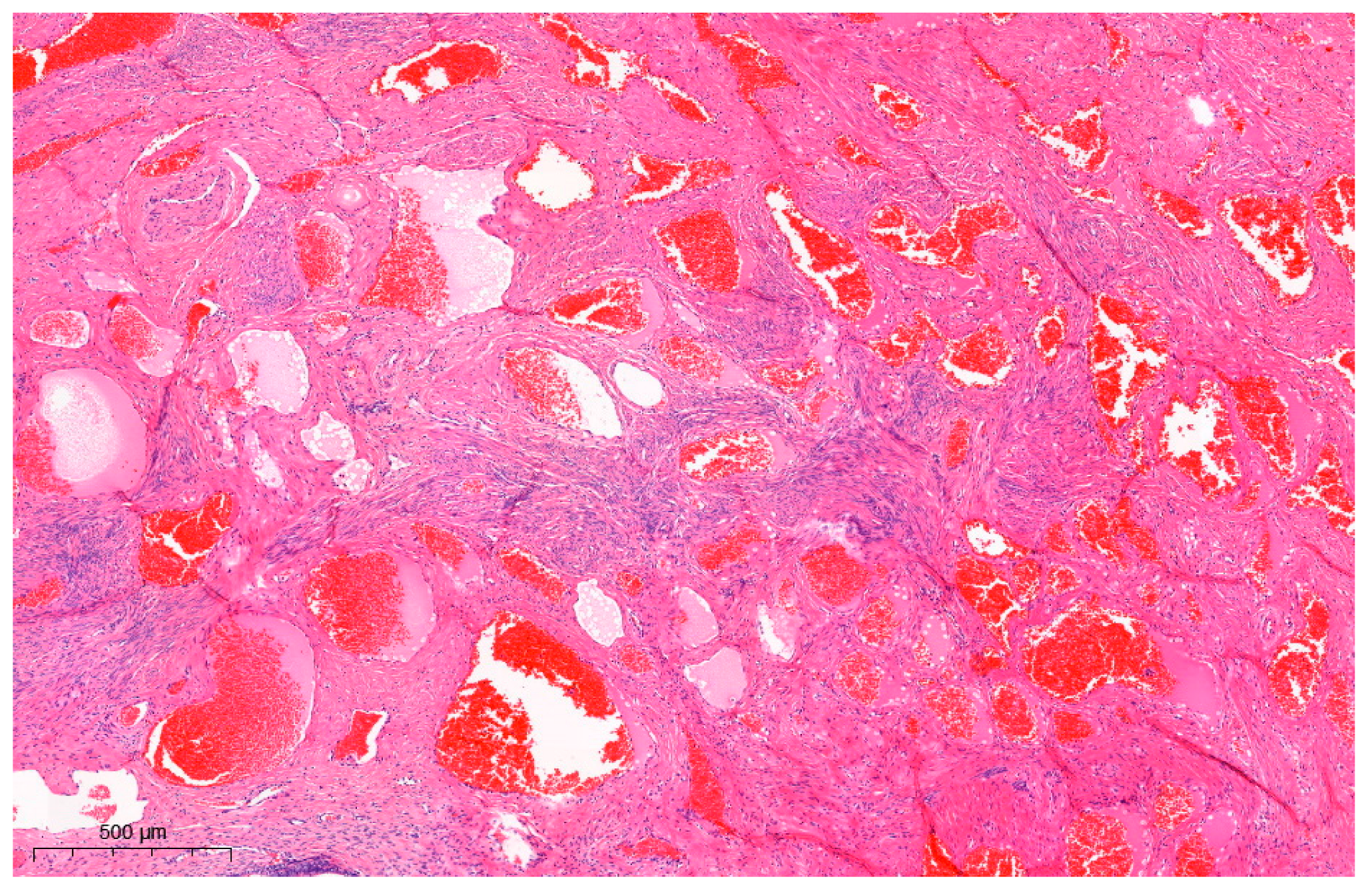 Diagnostics 13 02370 g003 Diagnostics 13 02370 g003