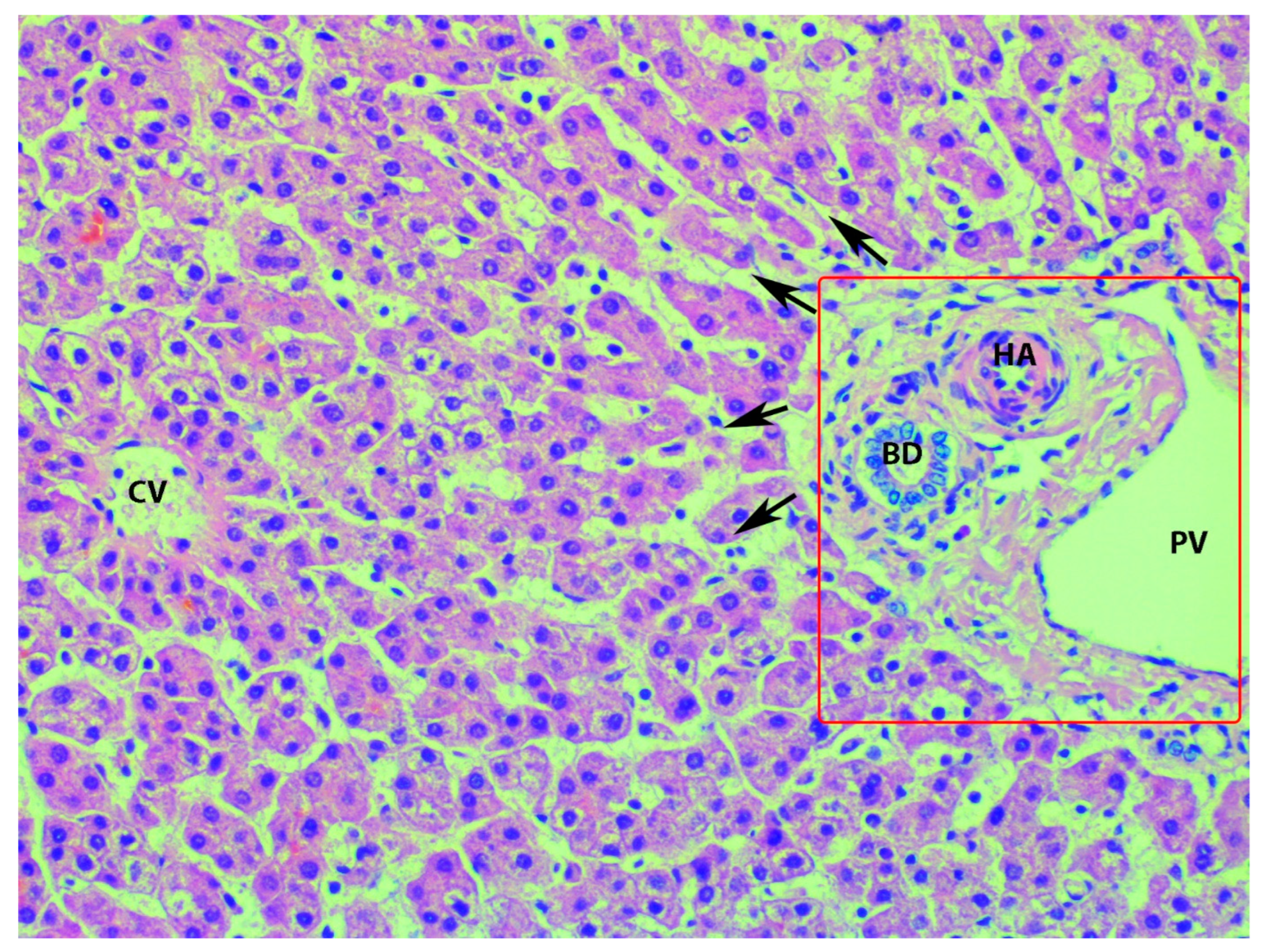 Diagnostics 13 02371 g020 Diagnostics 13 02371 g020