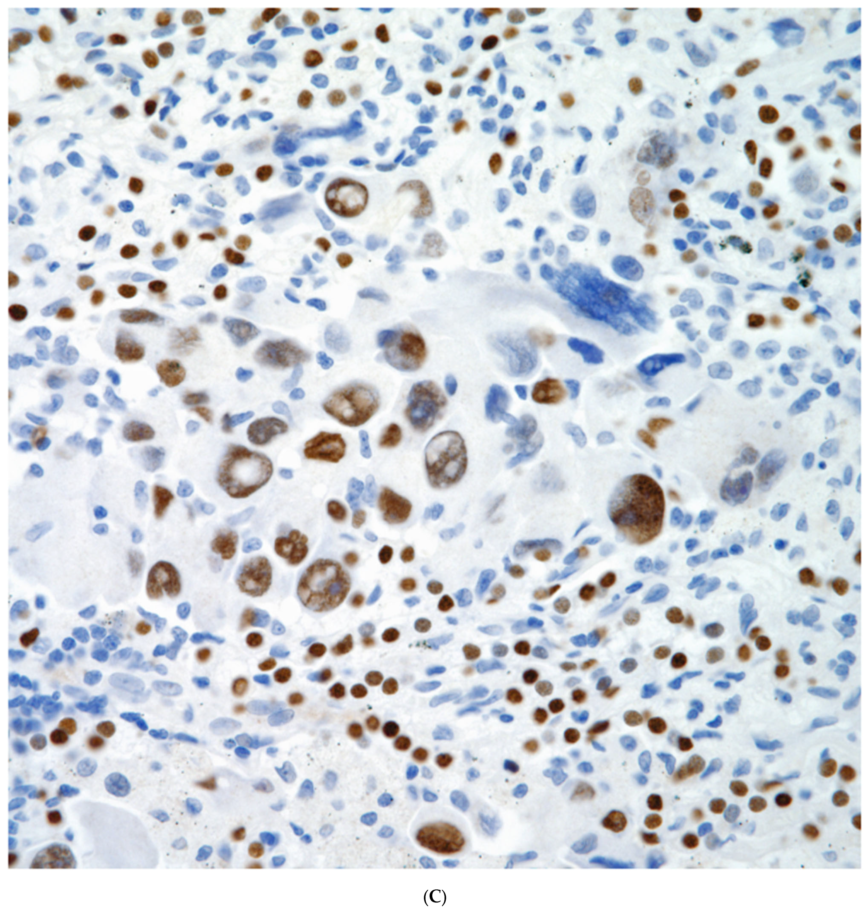 Diagnostics 13 02477 g008c