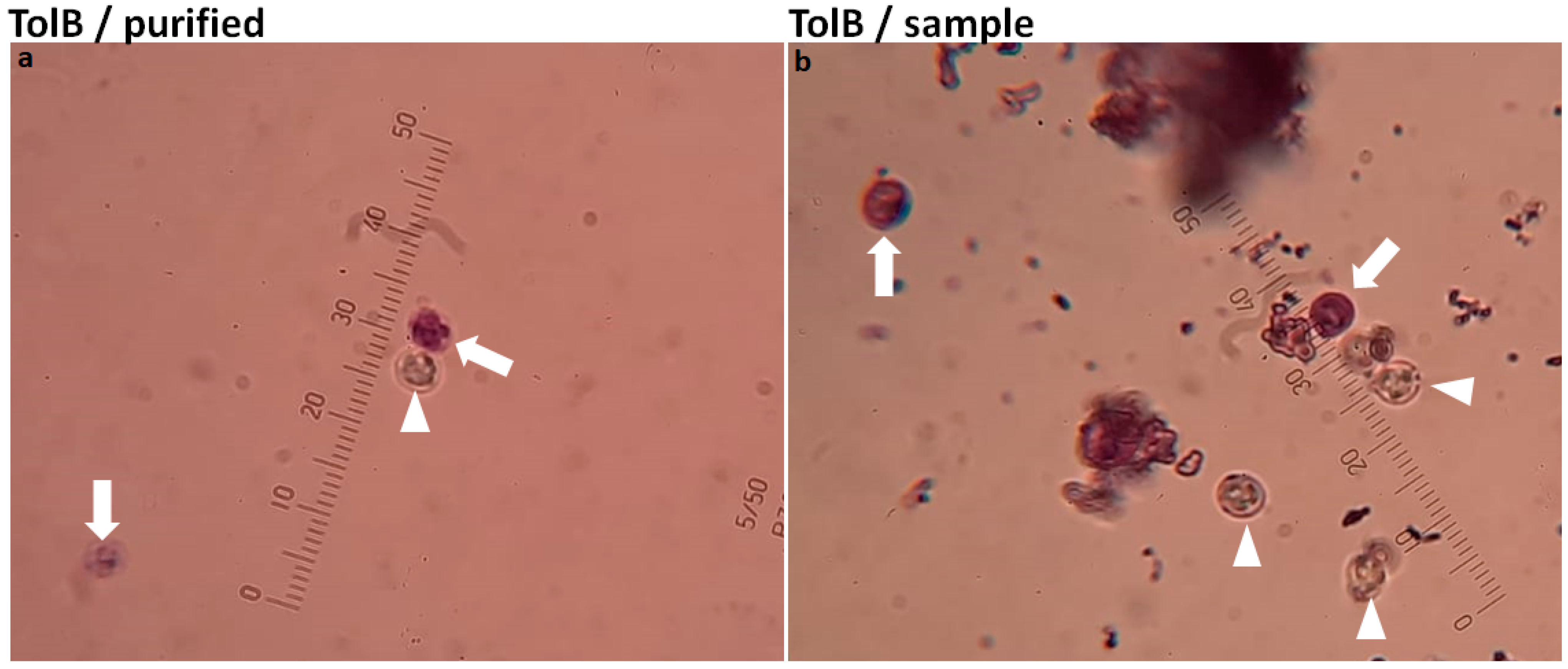 Diagnostics 13 02557 g007