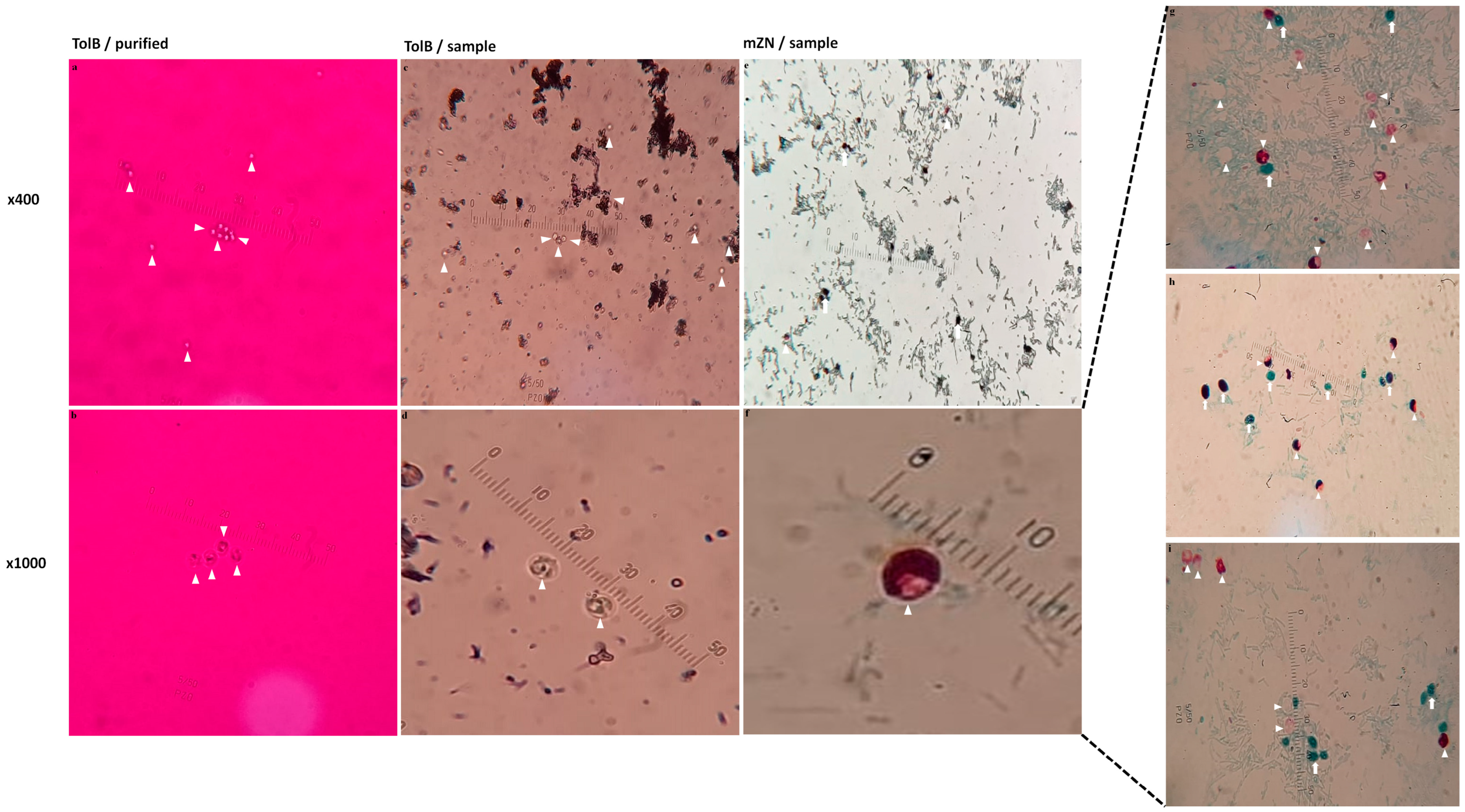 Diagnostics 13 02557 g008