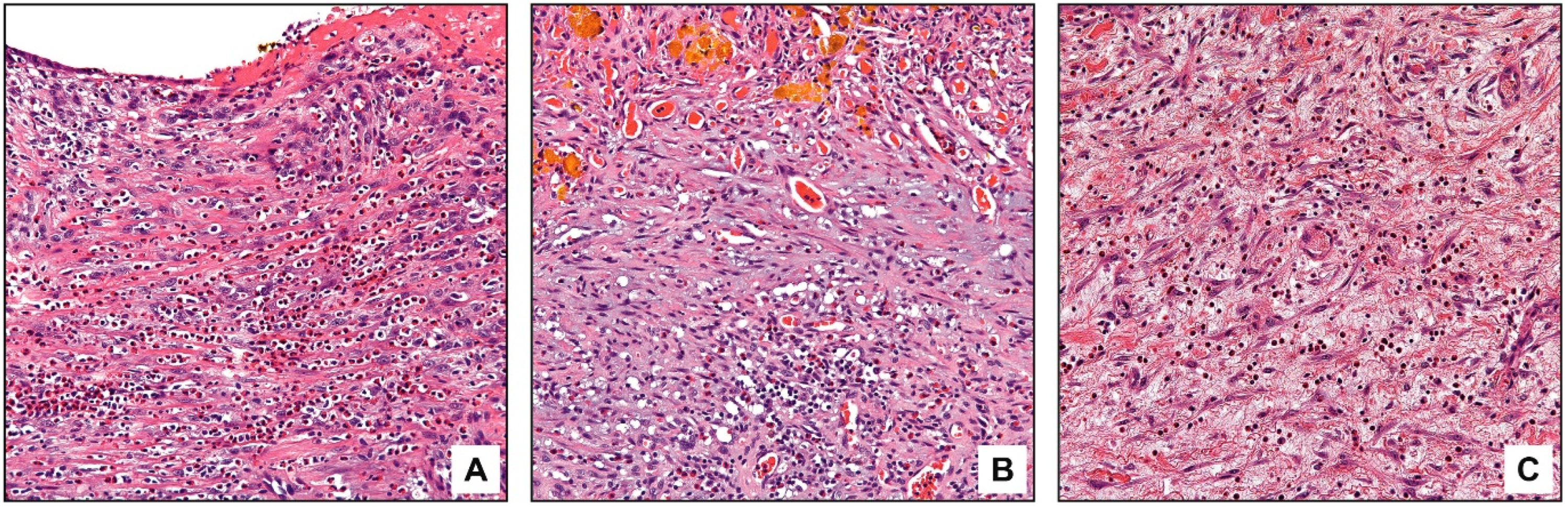 Diagnostics 13 02559 g002