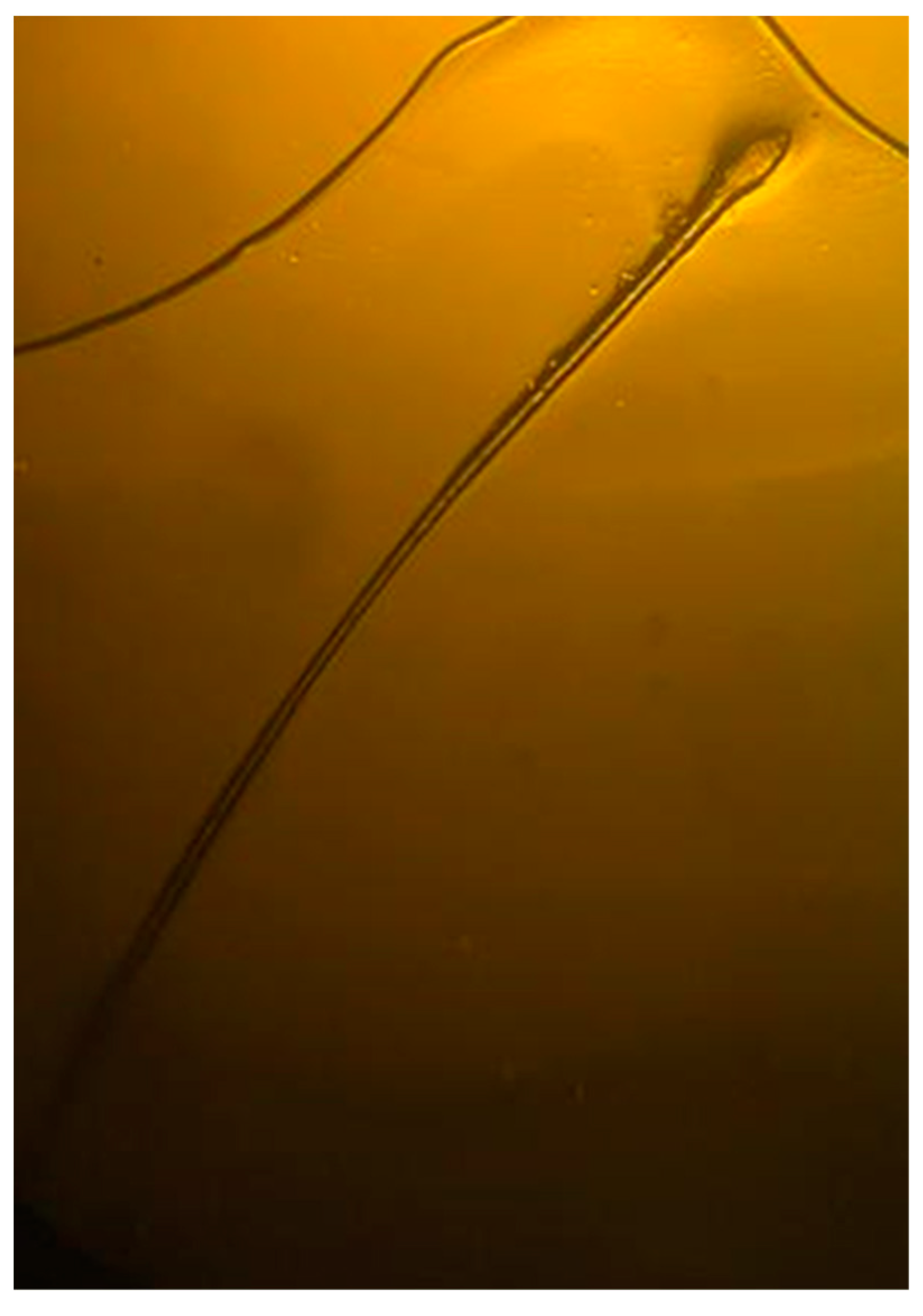 Diagnostics 13 02574 g004 550