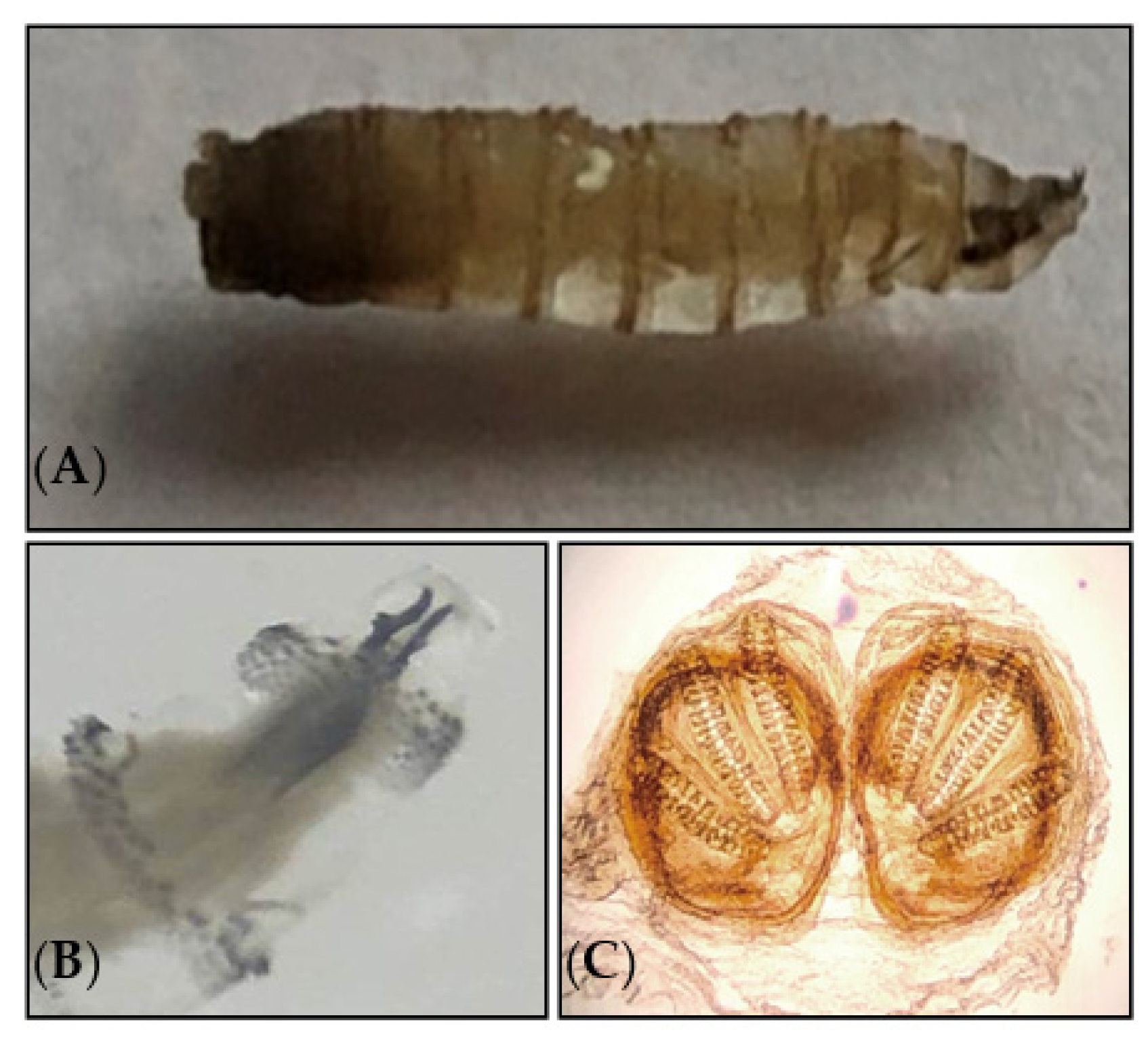 Calliphoridae Larvae