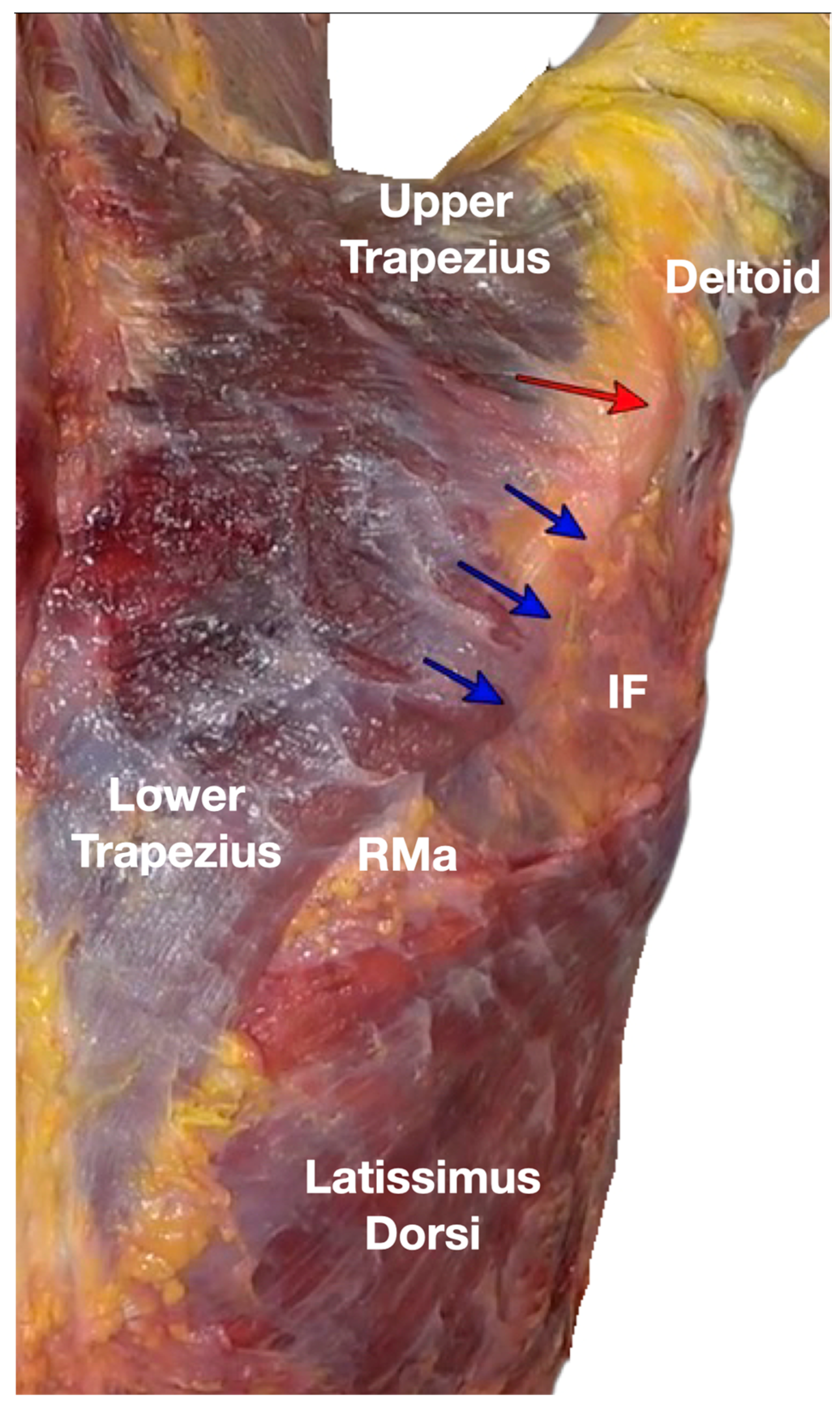 Diagnostics 13 02601 g008 Diagnostics 13 02601 g008
