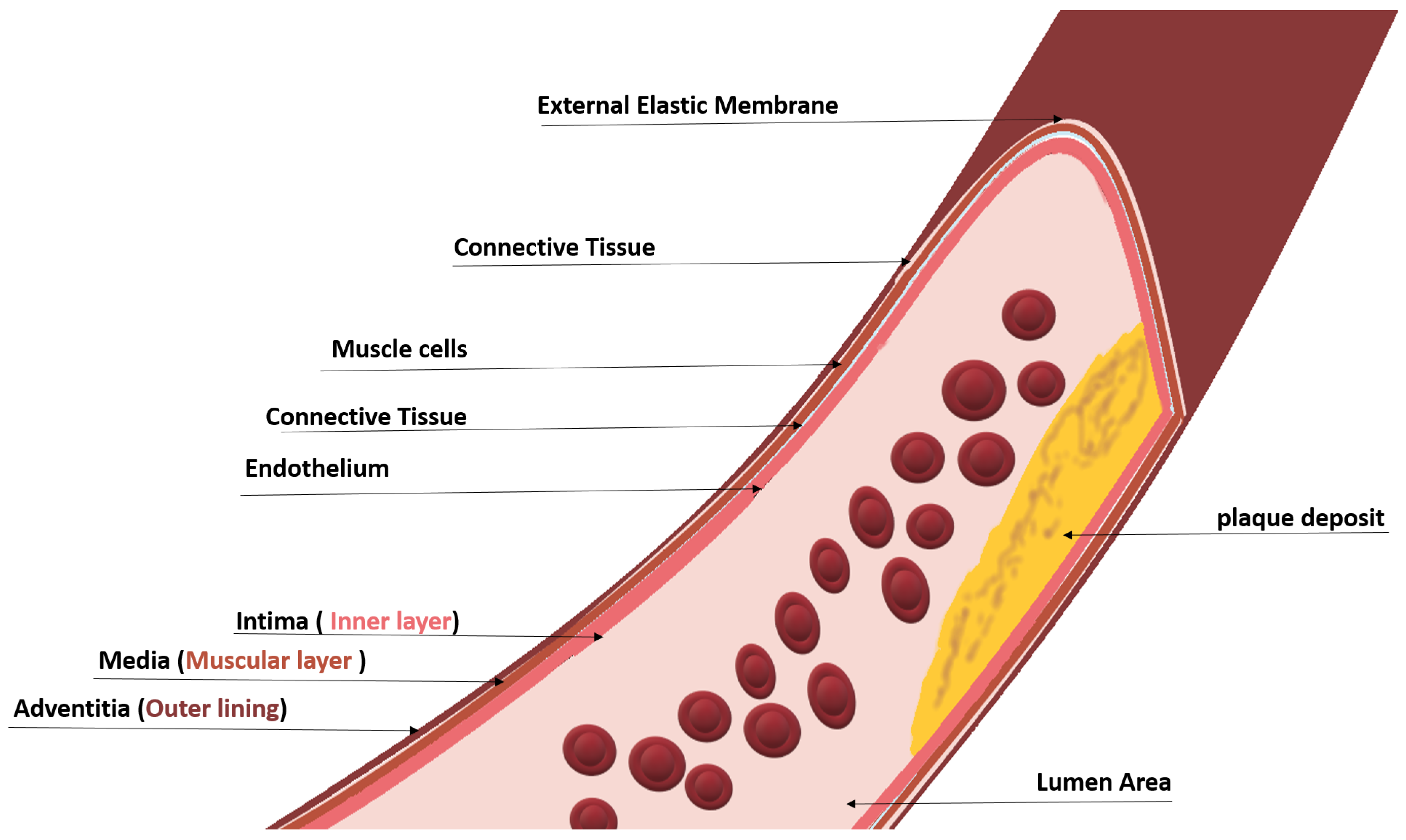 Diagnostics 13 02614 g004