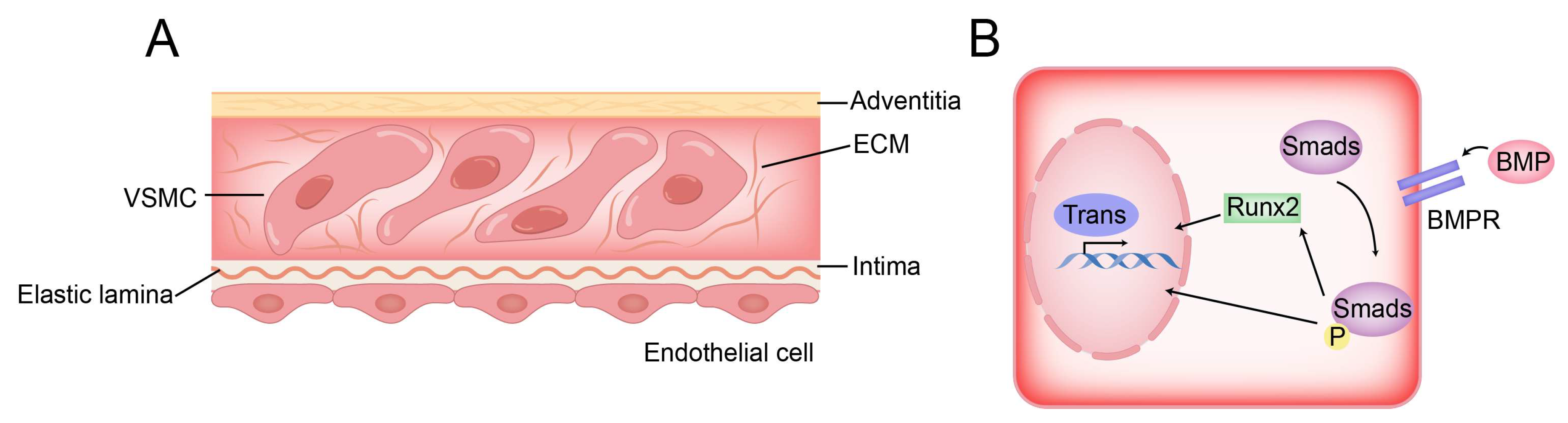 Diagnostics 13 02632 g004 Diagnostics 13 02632 g004