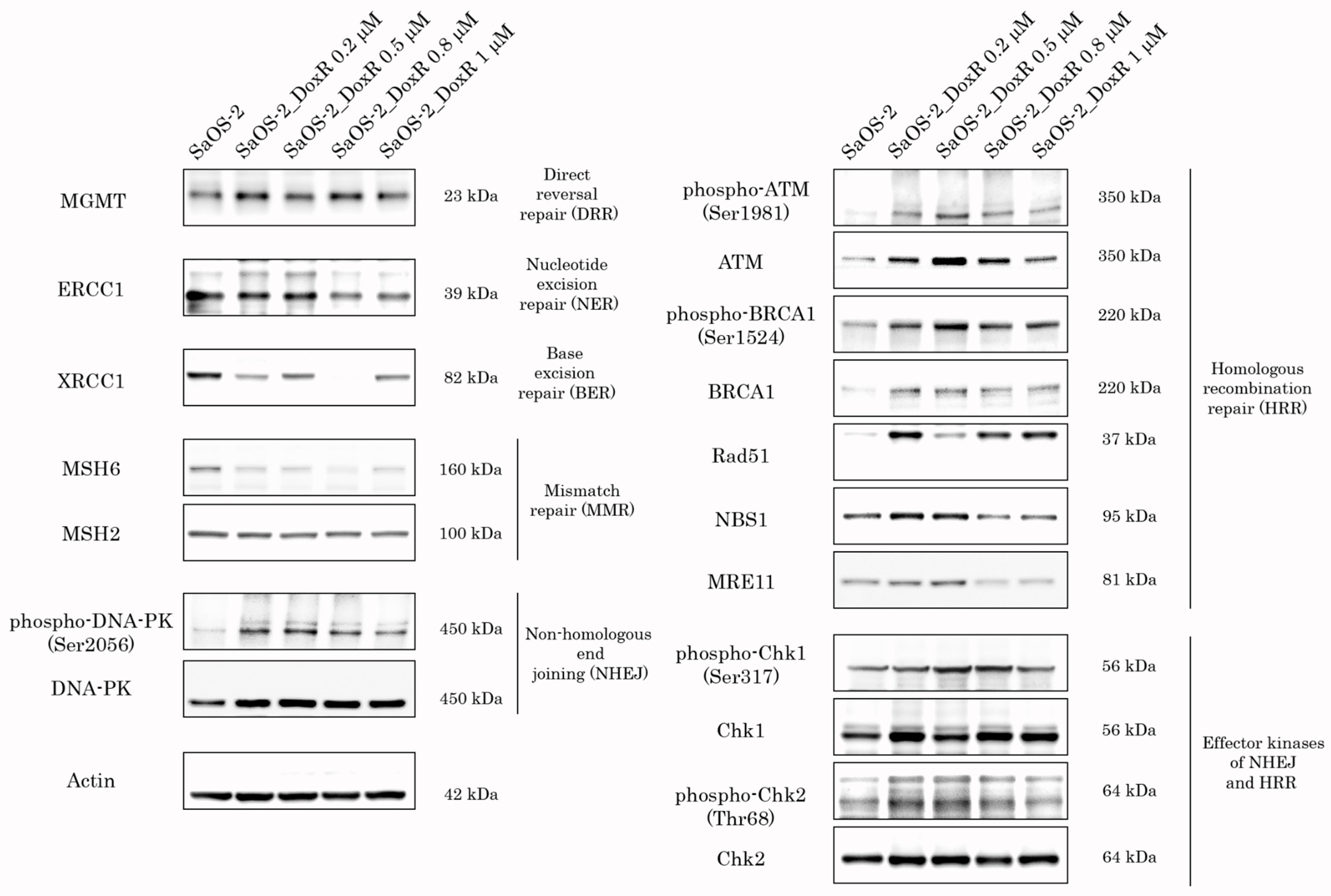 Diagnostics 13 02646 g006 Diagnostics 13 02646 g006
