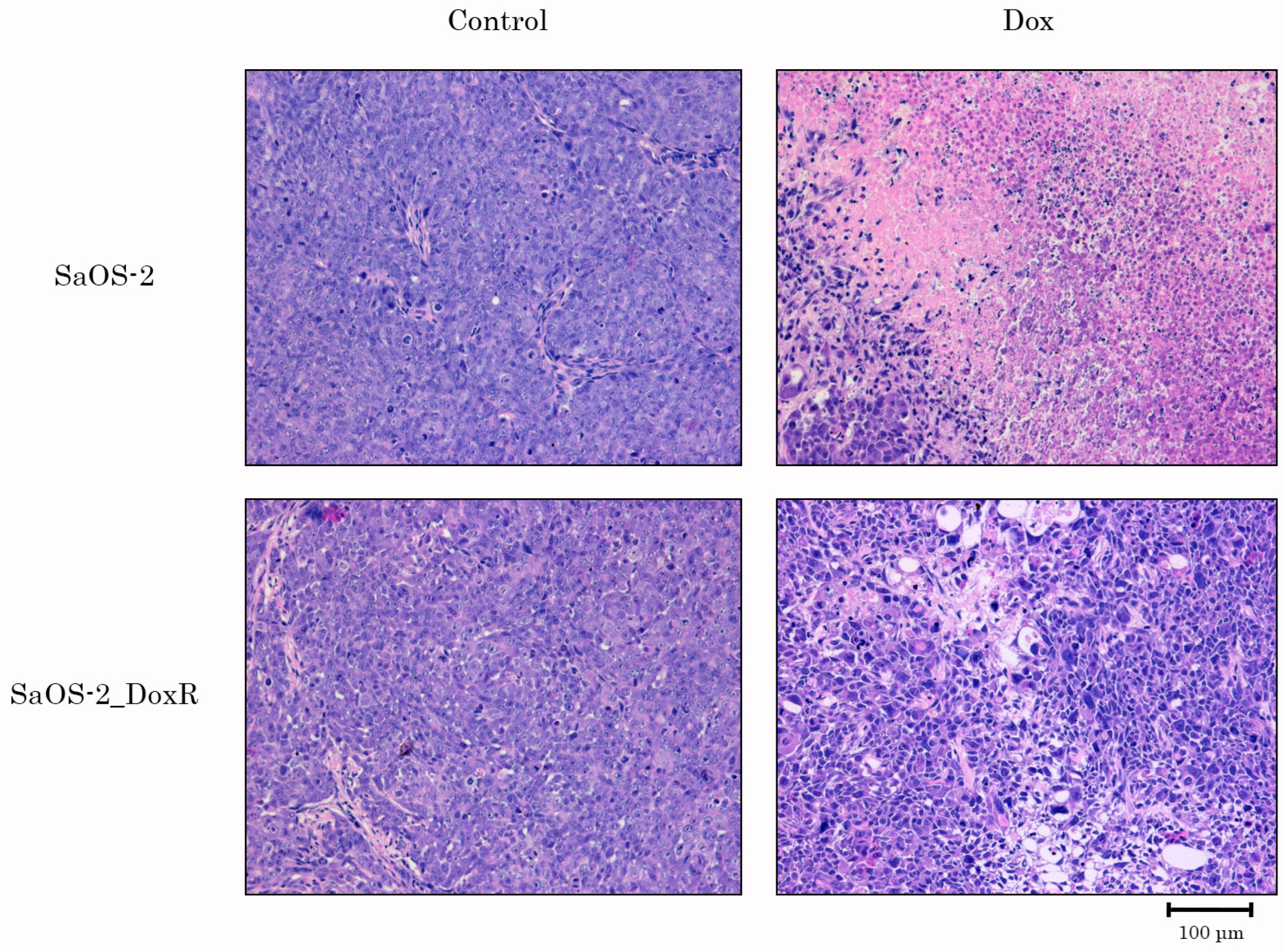 Diagnostics 13 02646 g008 Diagnostics 13 02646 g008