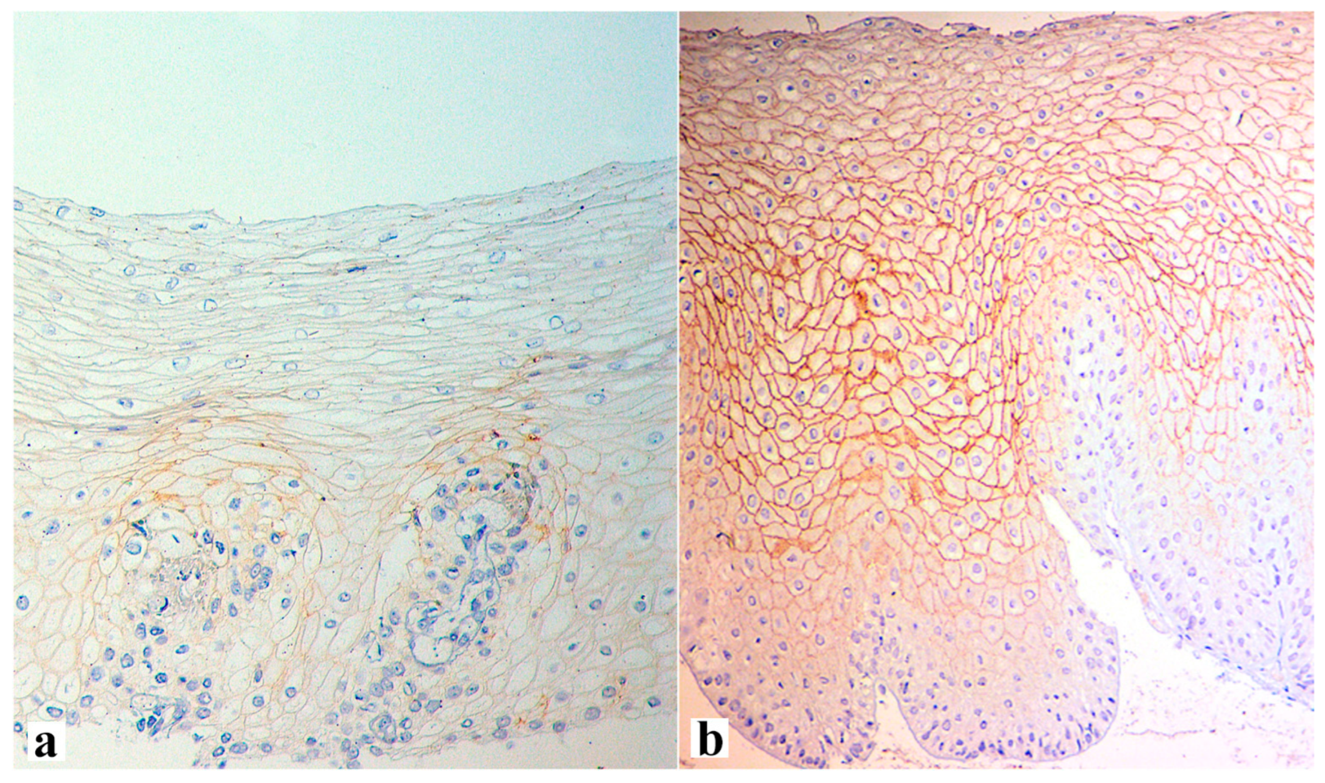 Diagnostics 13 02664 g003 Diagnostics 13 02664 g003