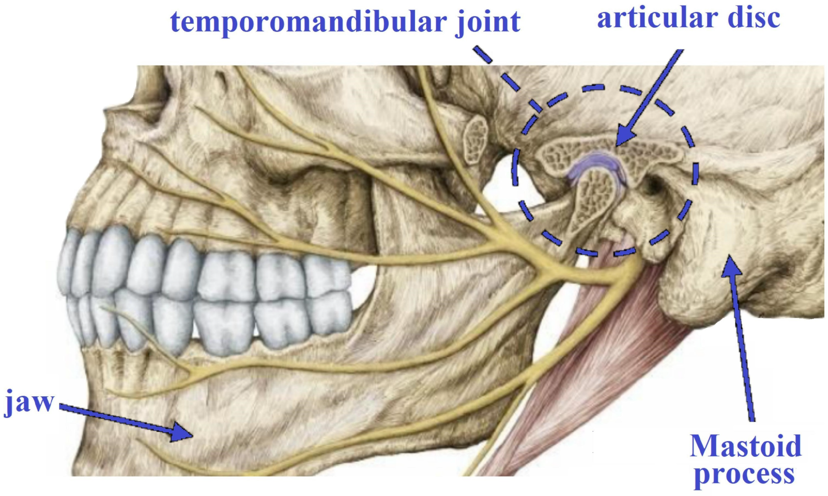 Jaw and Temporomandibular Joint: Anatomy