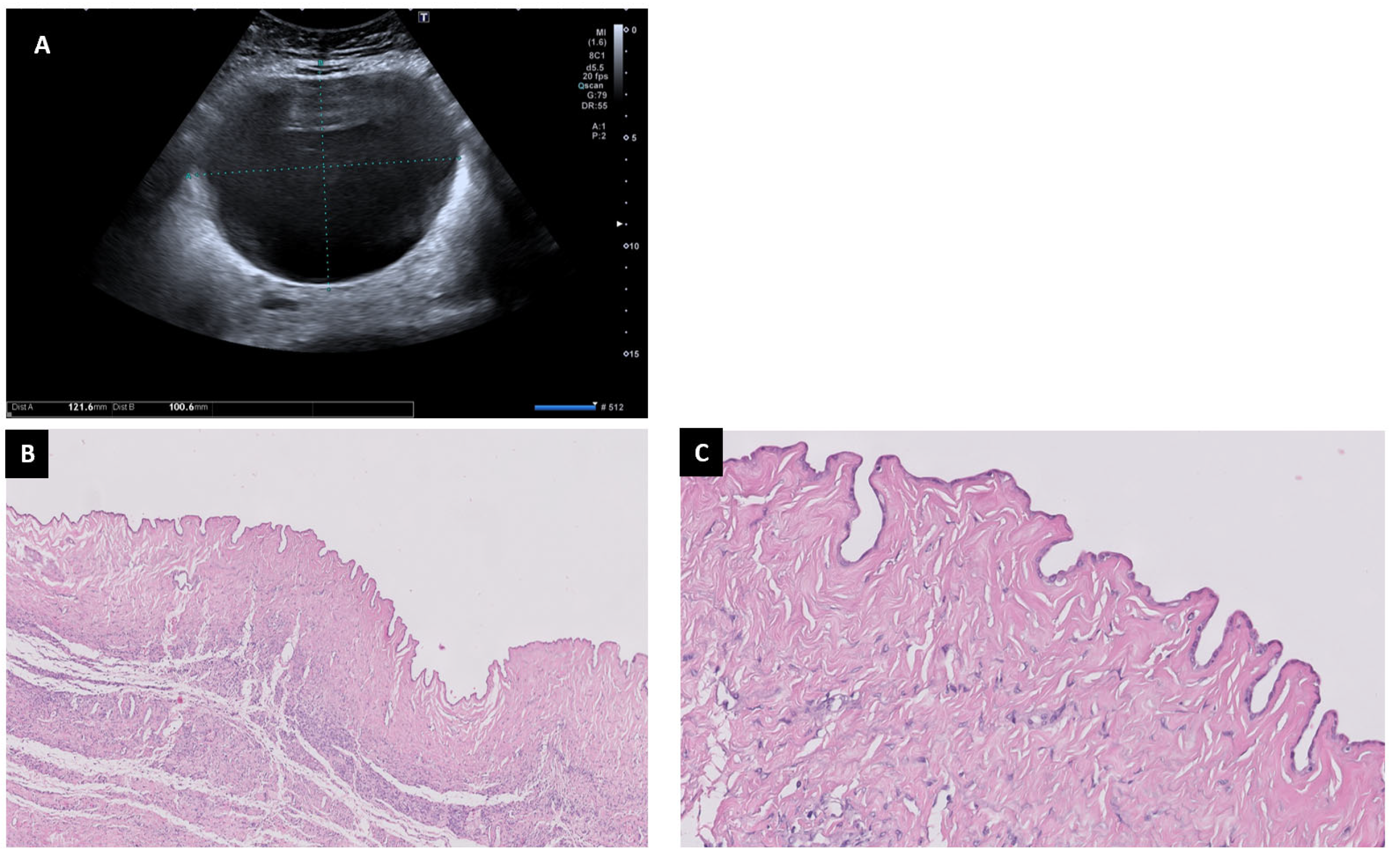 Diagnostics 13 02785 g006