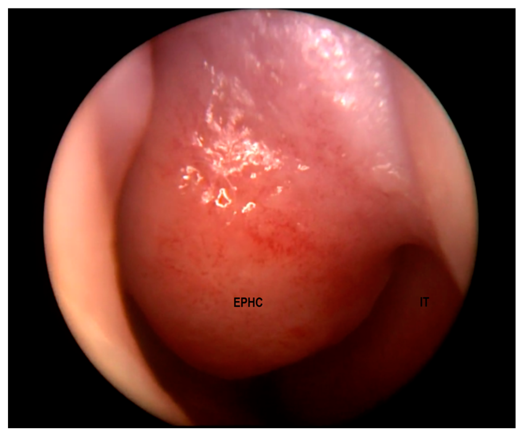 Diagnostics 13 02796 g002