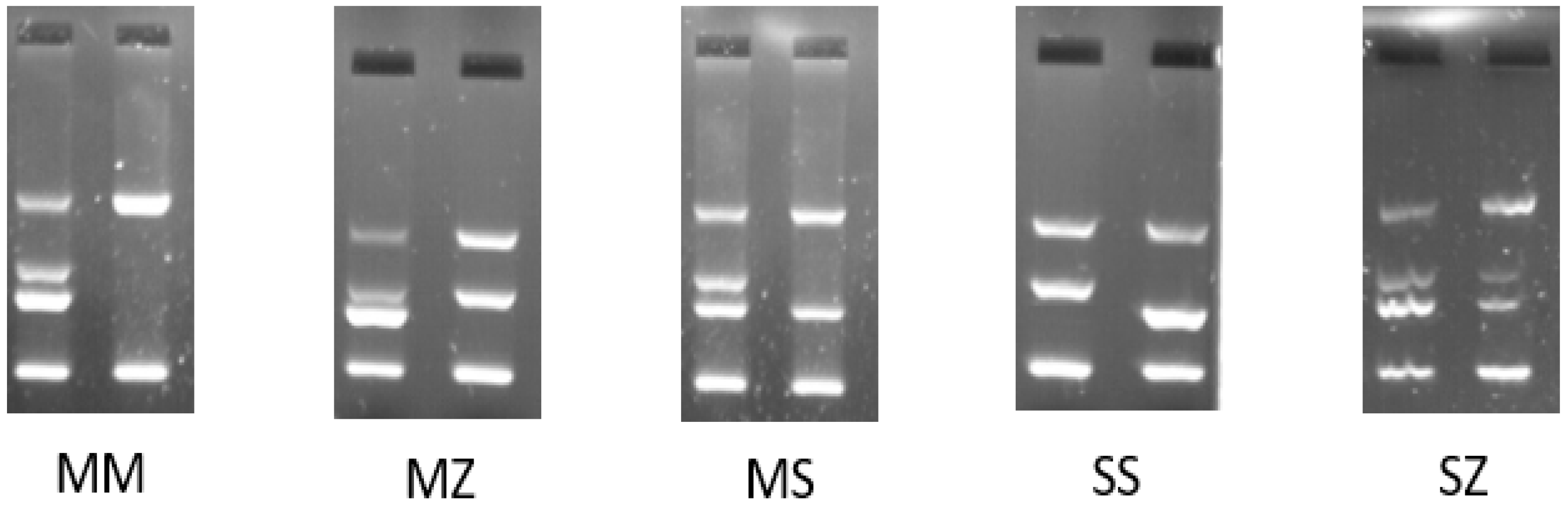 Diagnostics 13 02845 g002