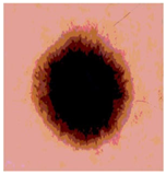 Diagnostics 13 02958 i049