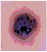 Diagnostics 13 02958 i059