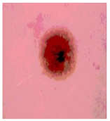 Diagnostics 13 02958 i075