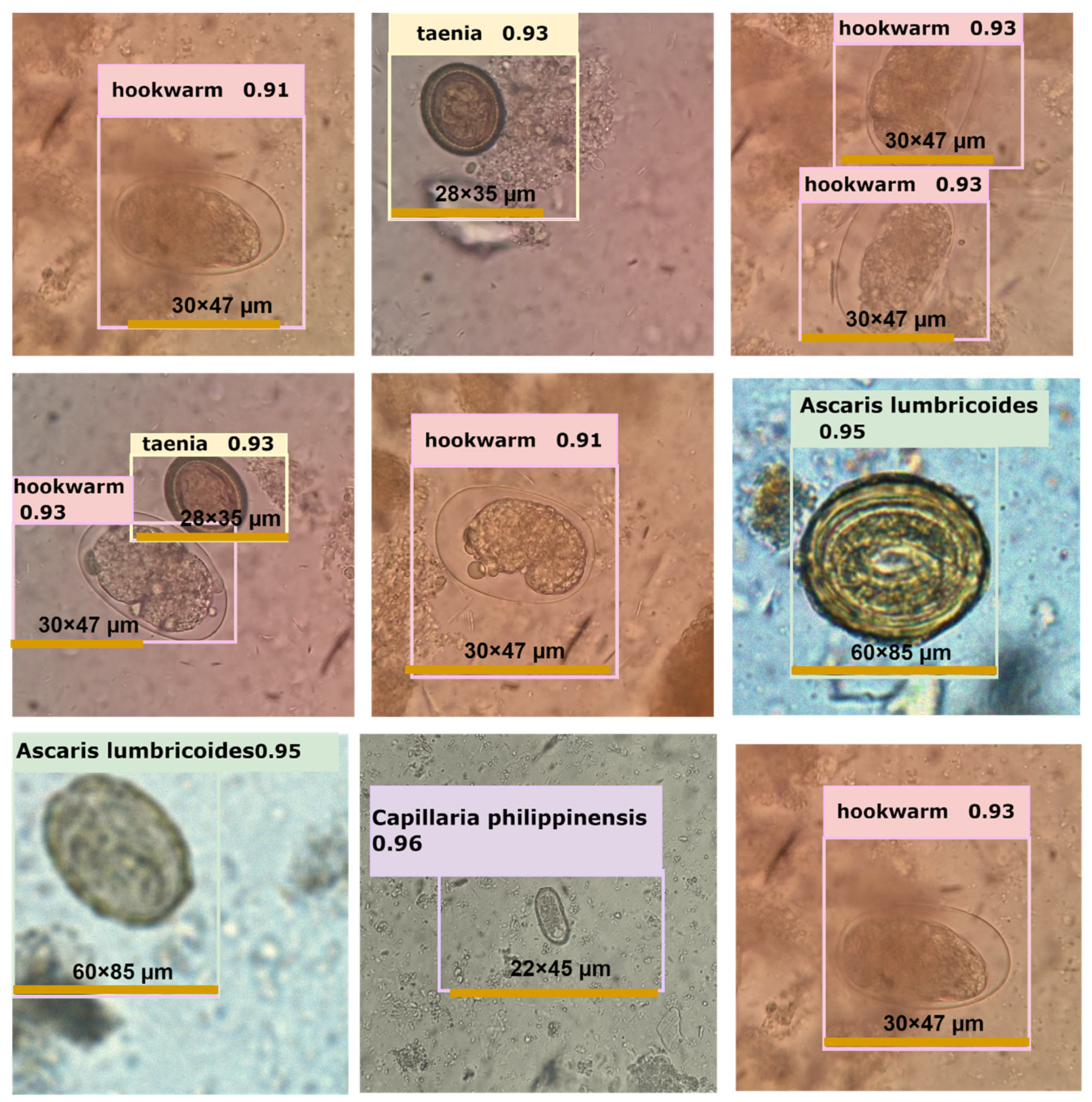Diagnostics 13 02978 g006