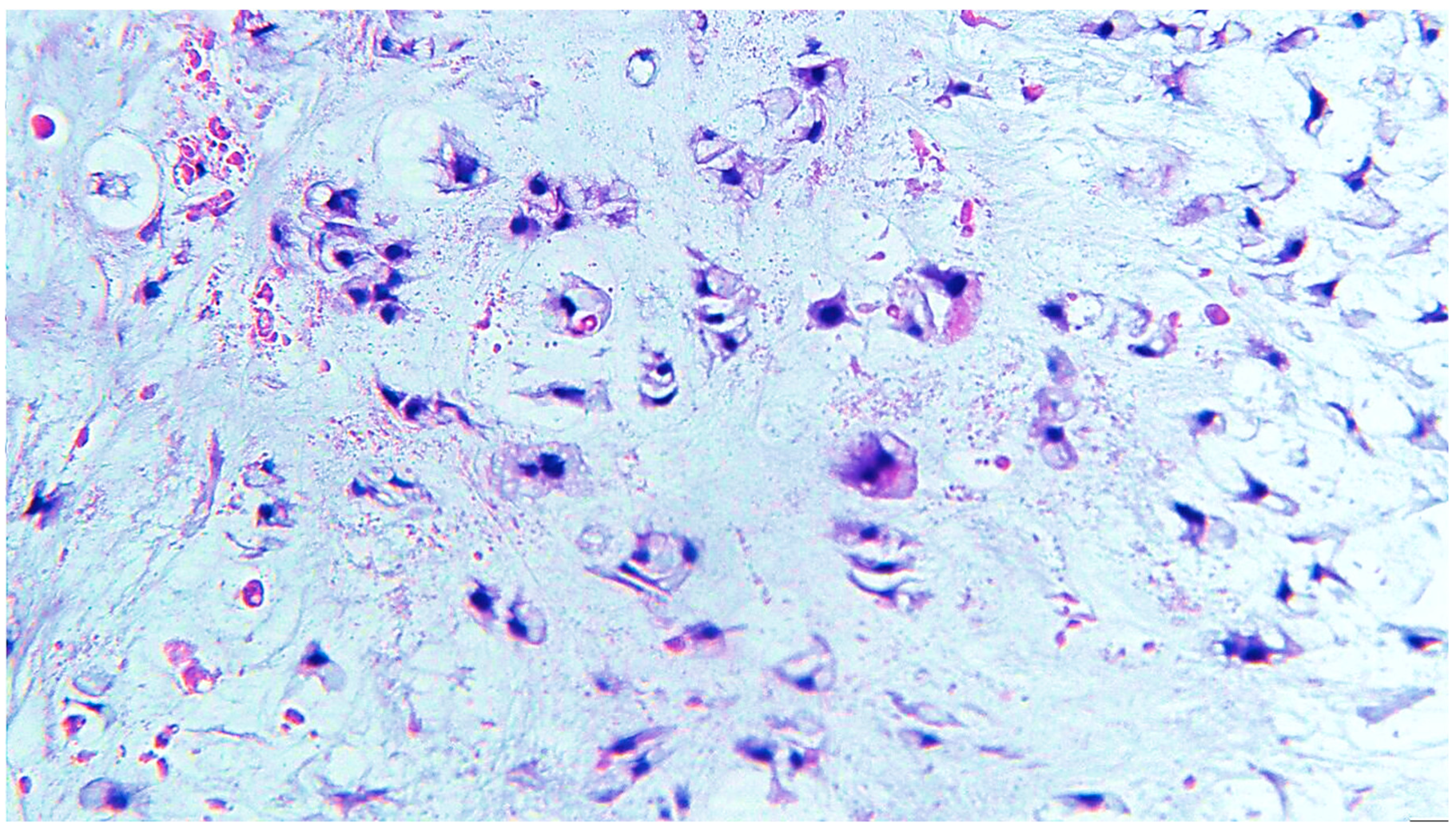 Diagnostics 13 03026 g003 Diagnostics 13 03026 g003