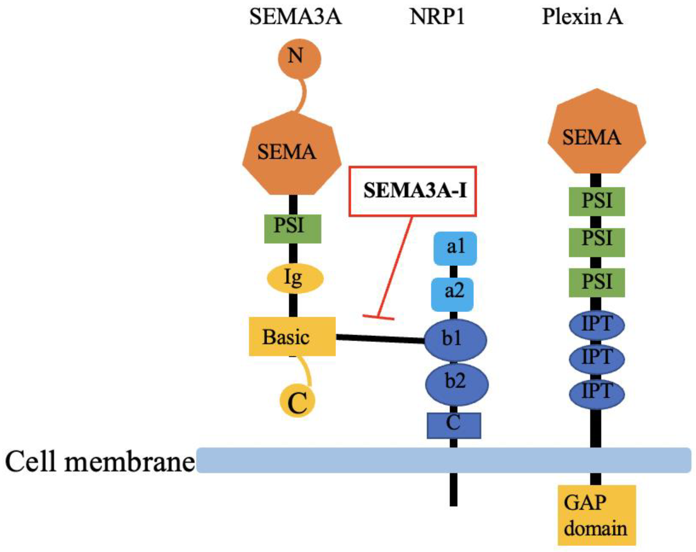 Frontiers | Blockade of Neutrophil's Chemokine Receptors